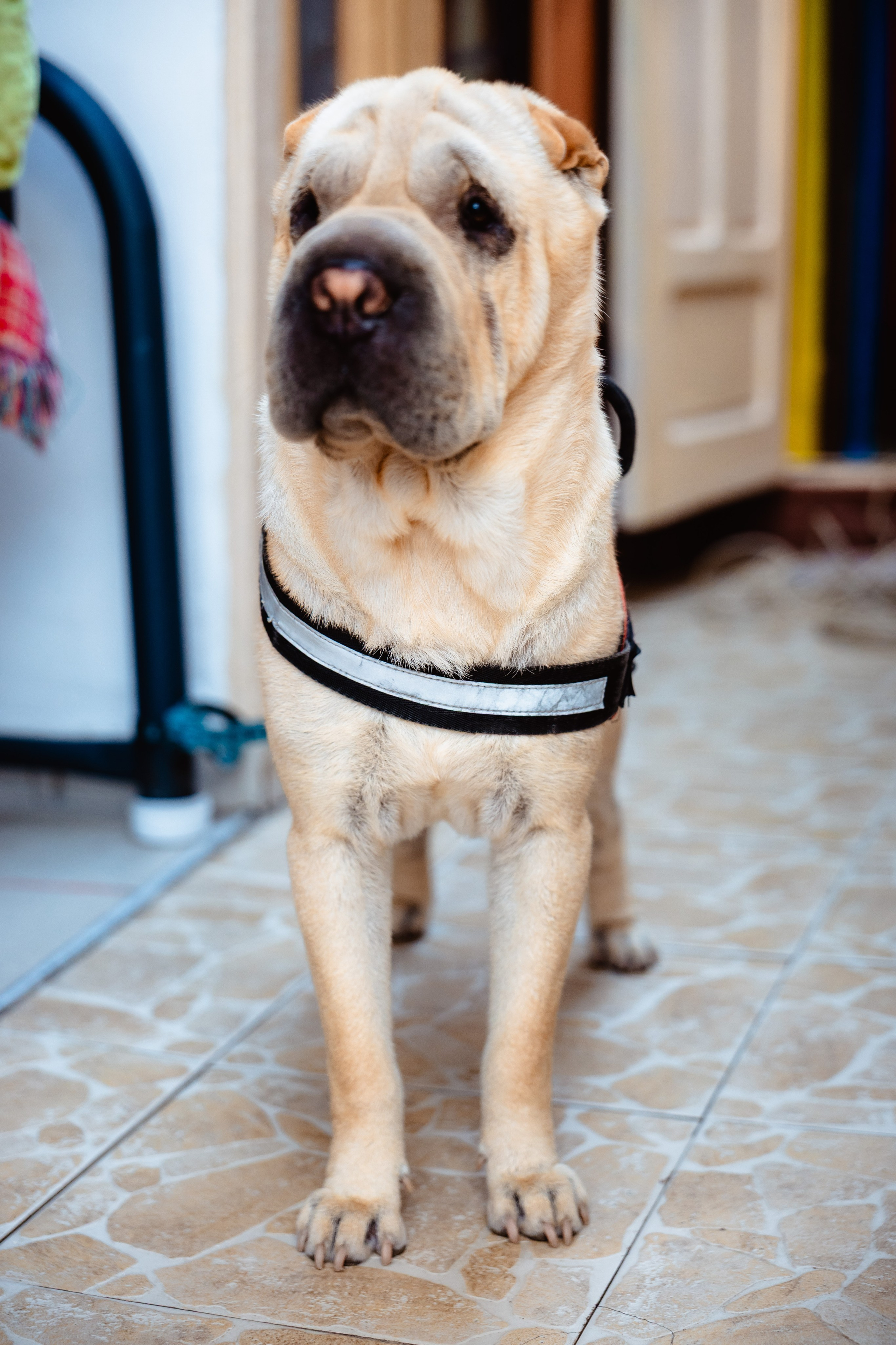 Georgiana & Daniel. Fotograf de nunta — Ionut Belea dar si evenimente corporate din Romania