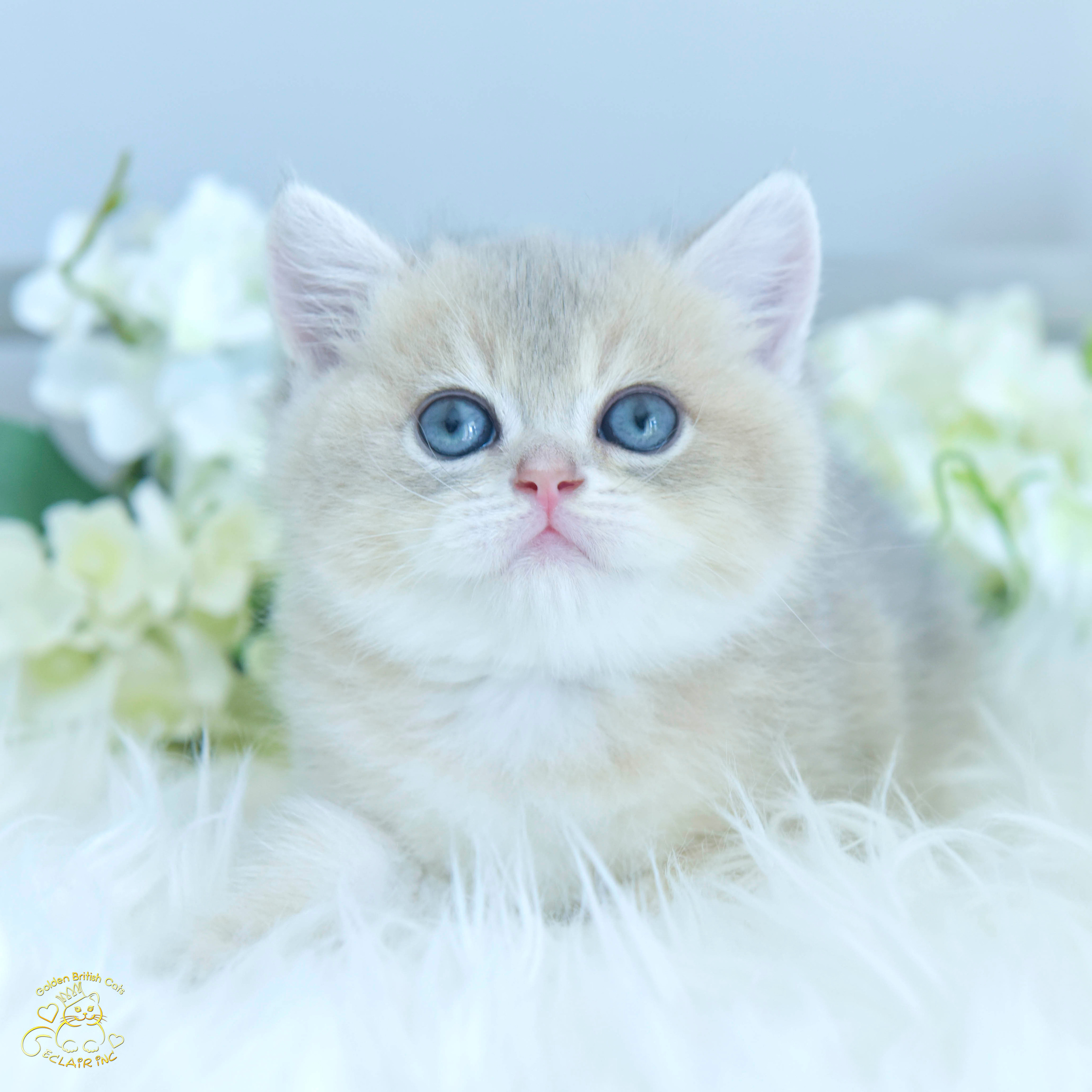 Cattery British shorthair Cyprus, cattery british shorthair Limassol,. British shorthair Cyprus, british shorthair cattery in UK, british cat