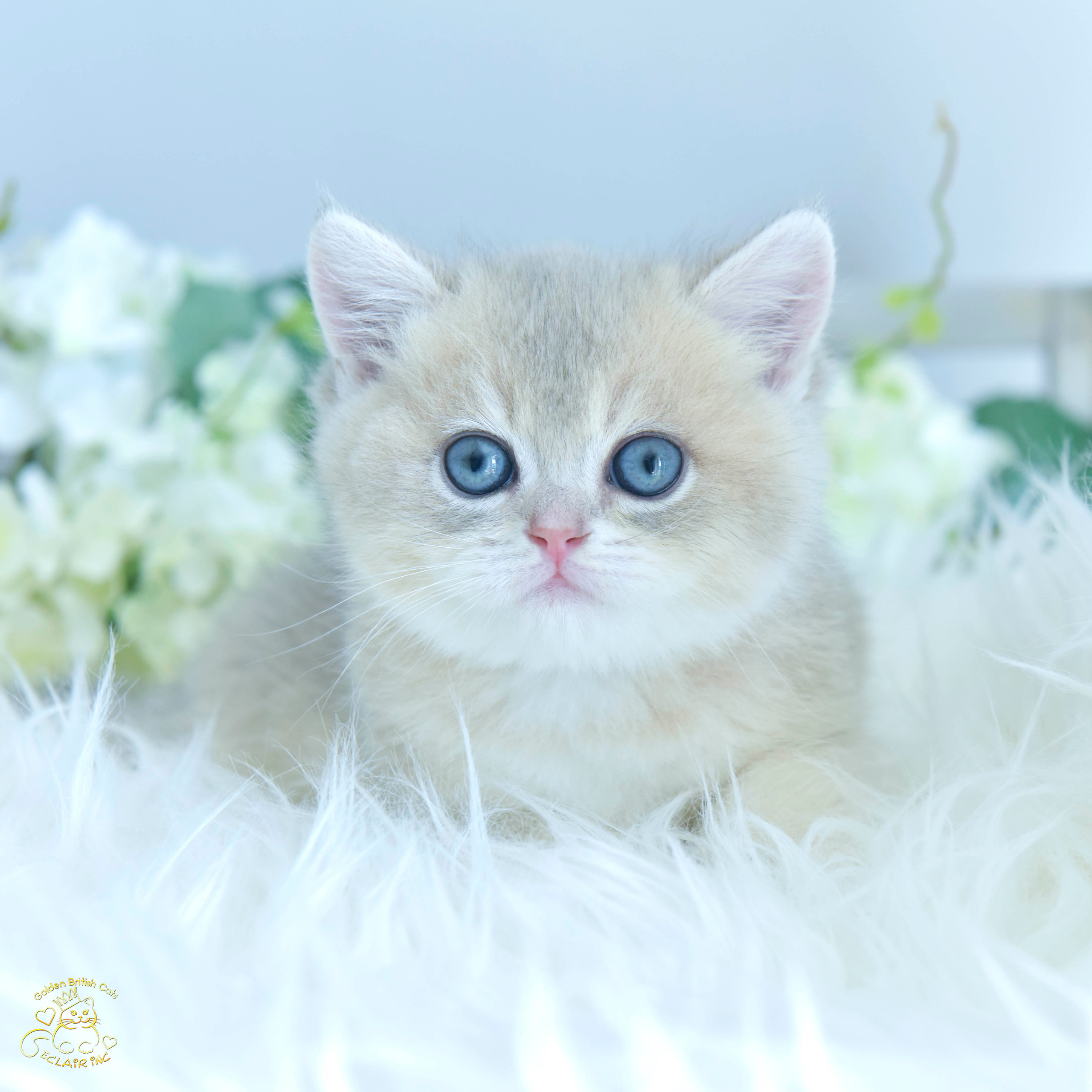Cattery British shorthair Cyprus, cattery british shorthair Limassol,. British shorthair Cyprus, british shorthair cattery in UK, british cat