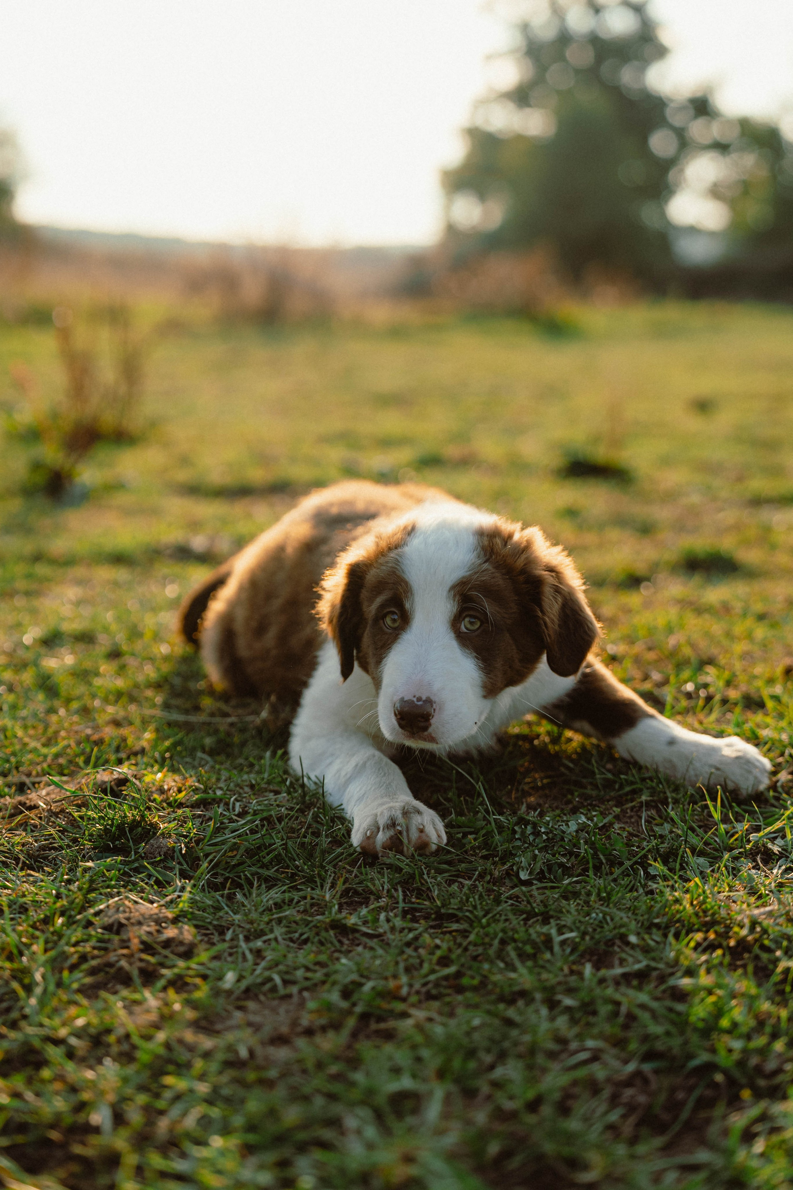 Victoria & Mehdi. Weeding photographer / event / portrait