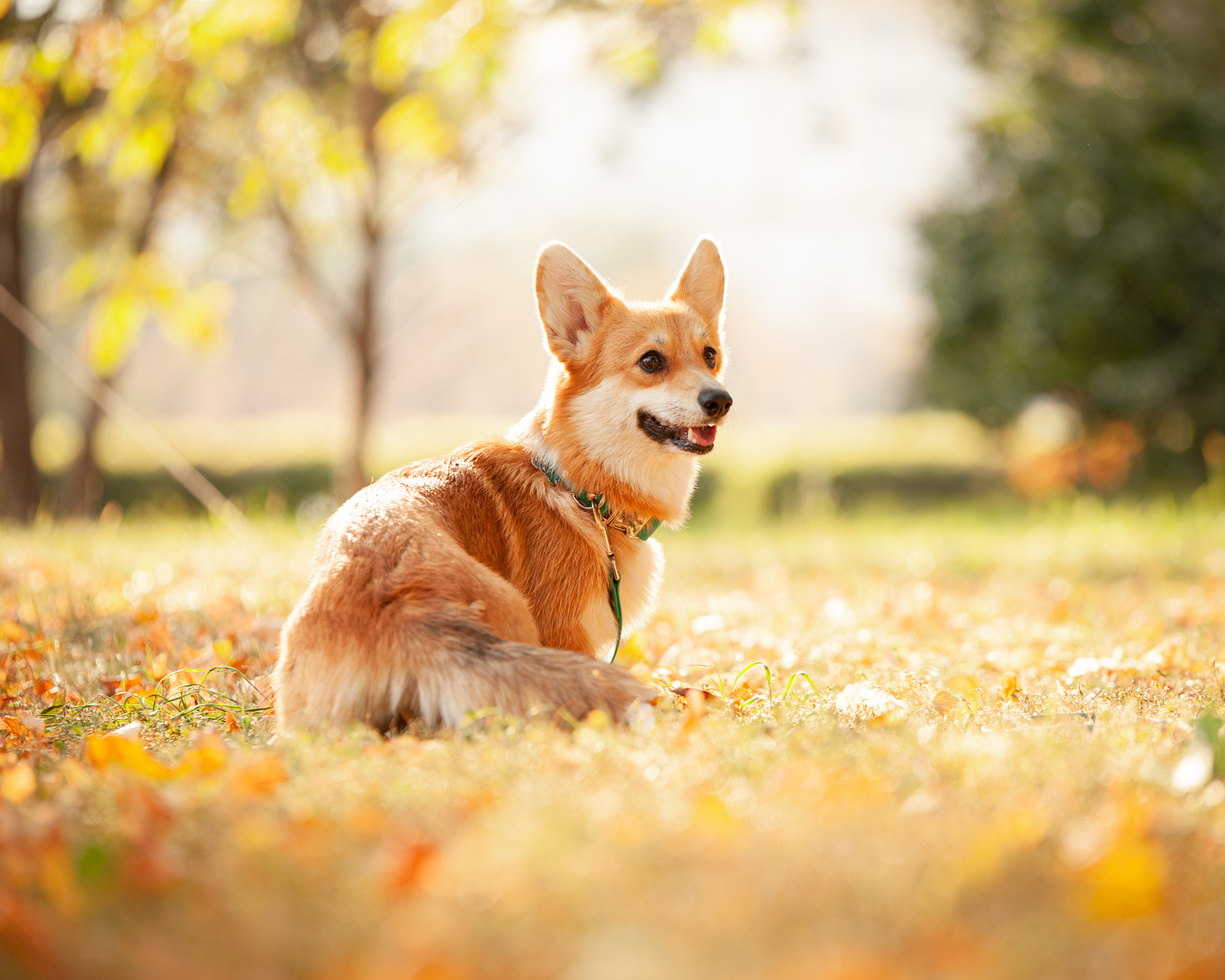 Фотопрогулки с собакой. Фотограф в Белграде Таня Асфирь