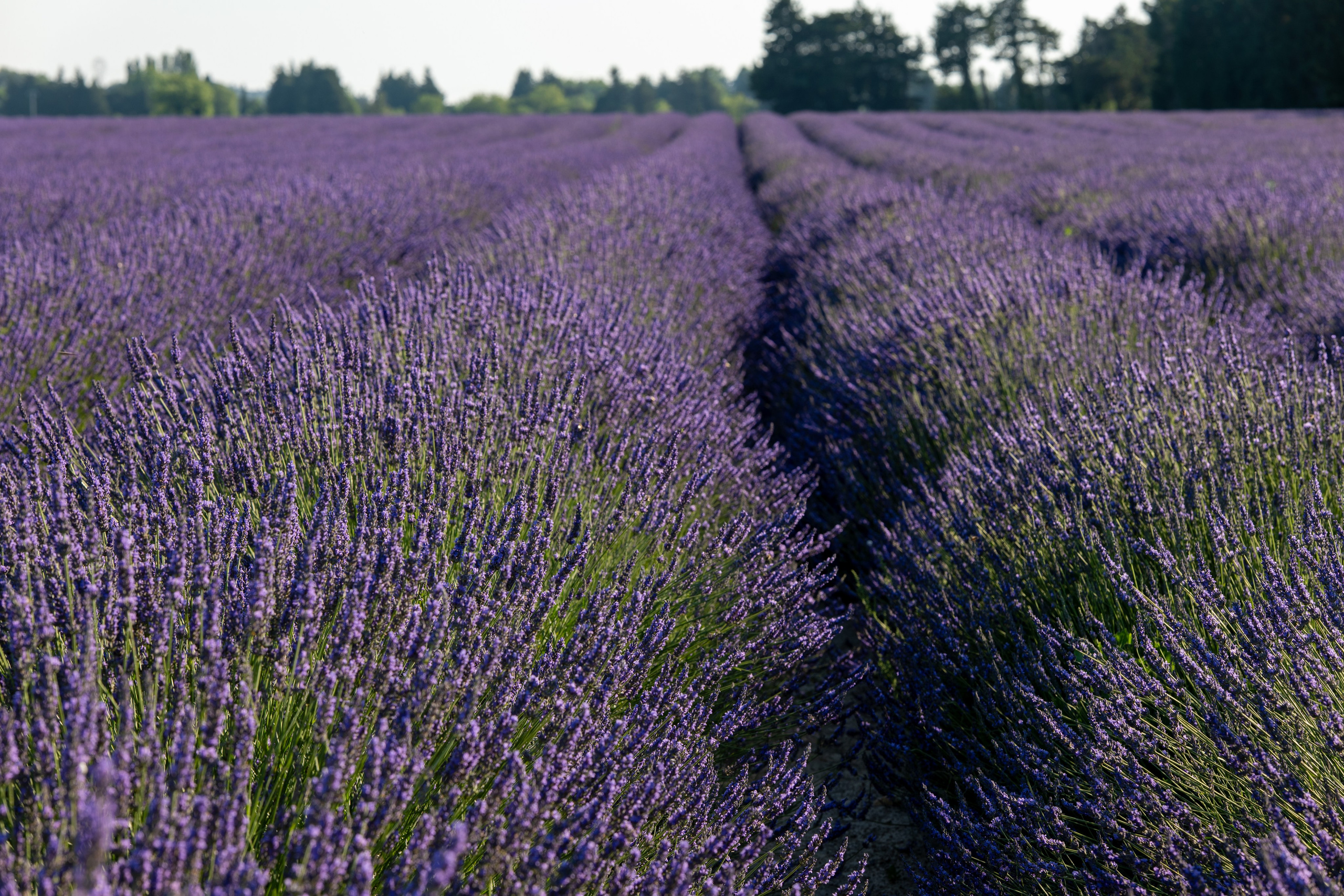 Shooting dans le champs de lavande. Photographe et retoucheuse des images des produits à Avignon en France