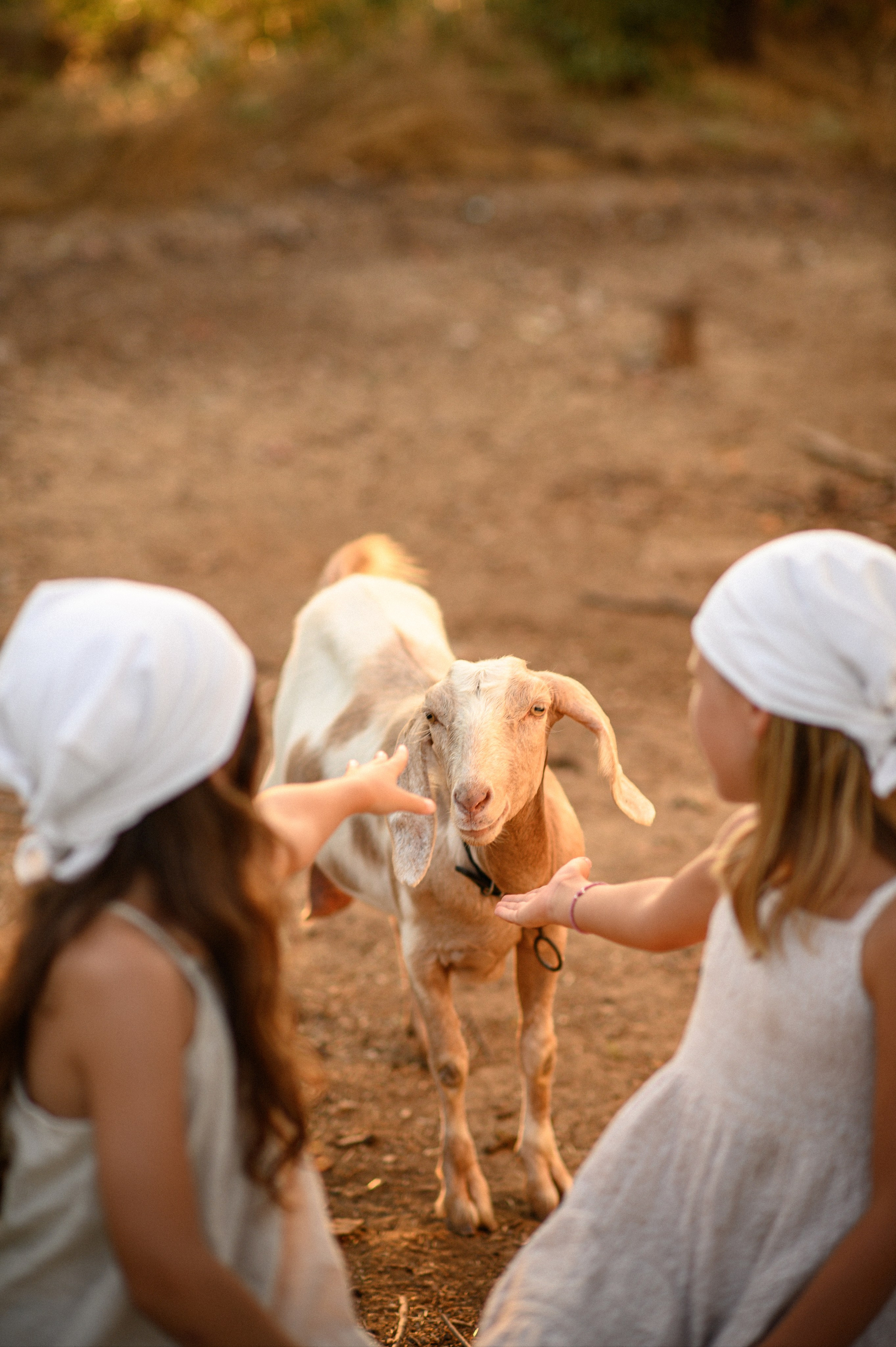 Goat. Семейная, детская, портретная и предметная фотосъемка в Салониках