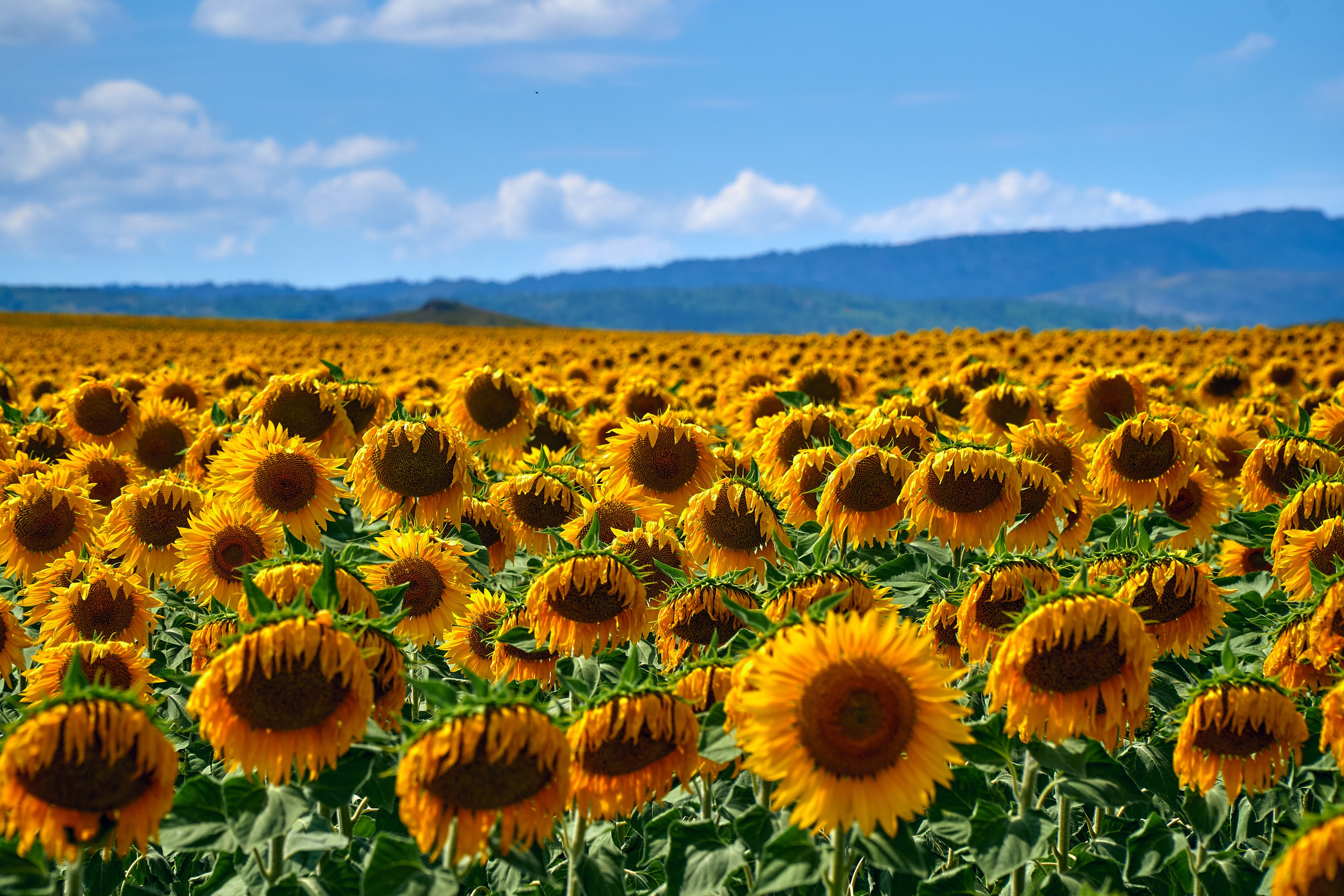 Sibiny (Kazachstan). Andriej Szypilow — Photography & Videography