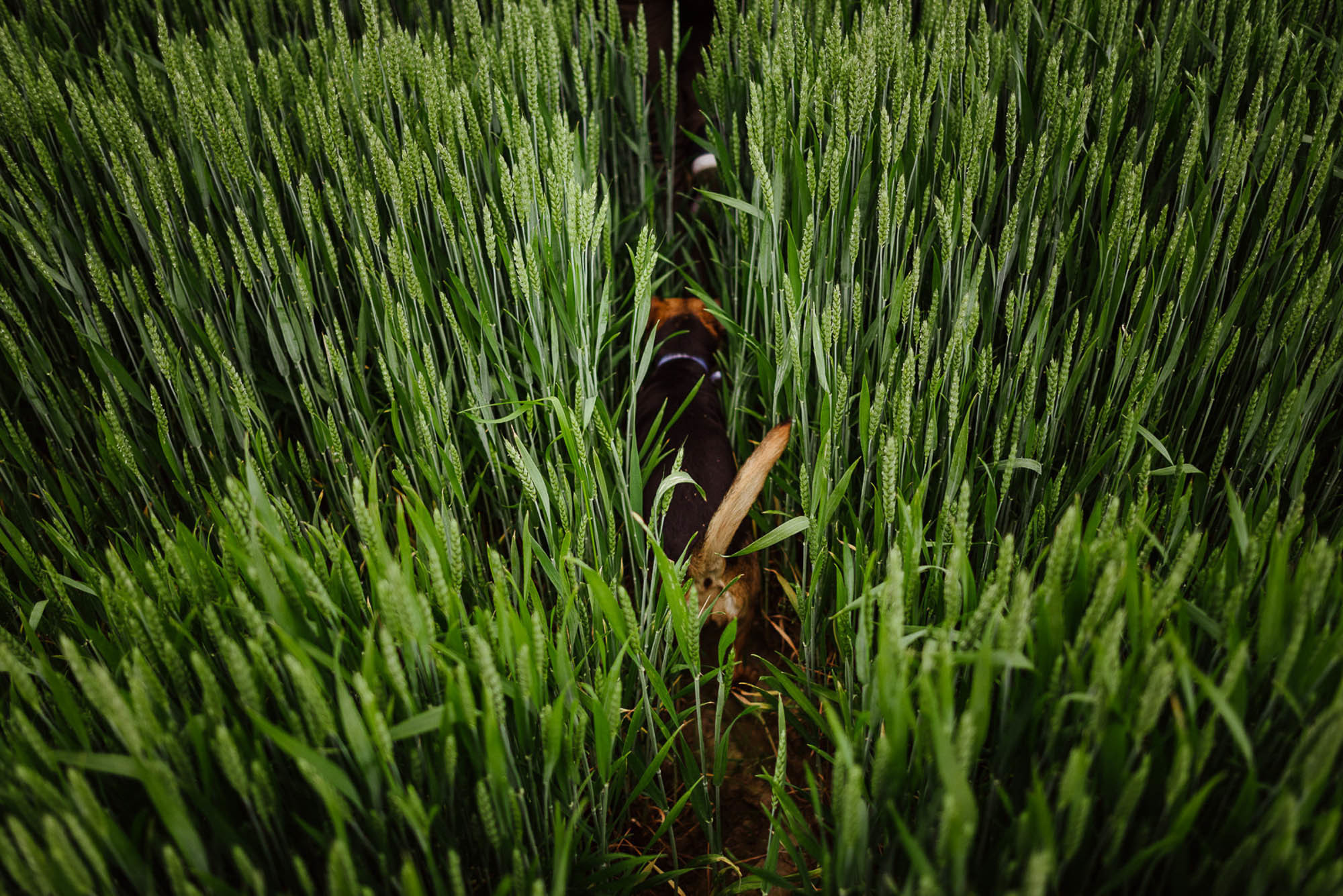 F+G| Servizio per-matrimoniale a Isola della Scala