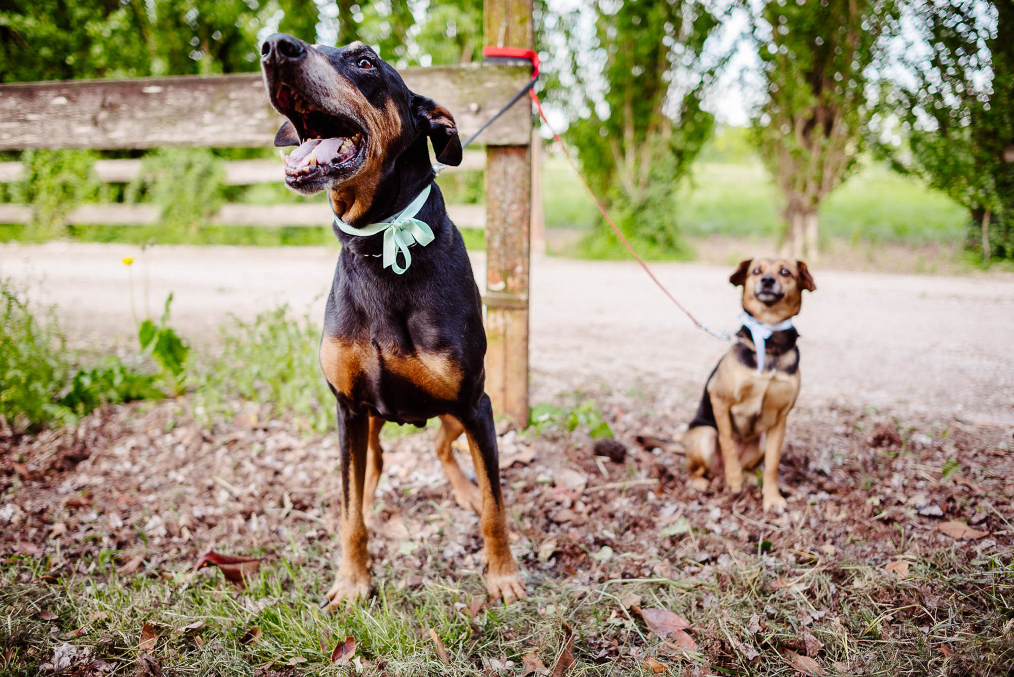 F+G| Servizio per-matrimoniale a Isola della Scala