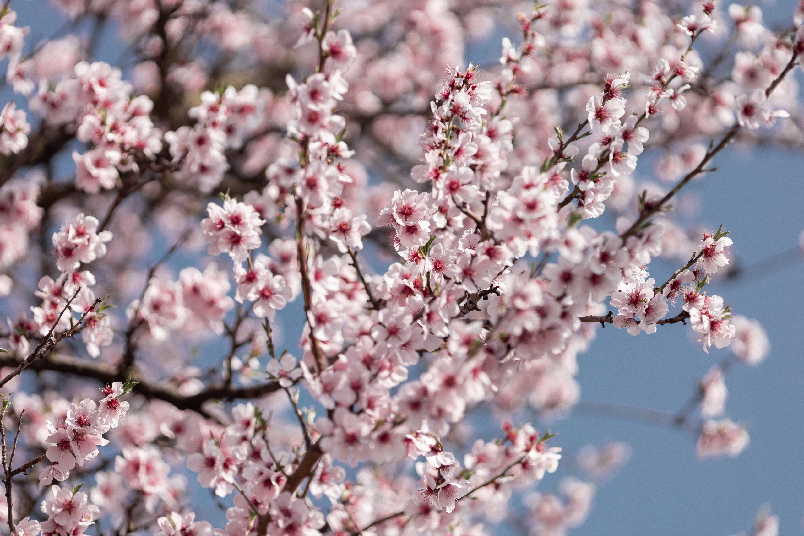Цветущий миндаль в Пфальце. Фотограф в Германии — Мария Чистякова
