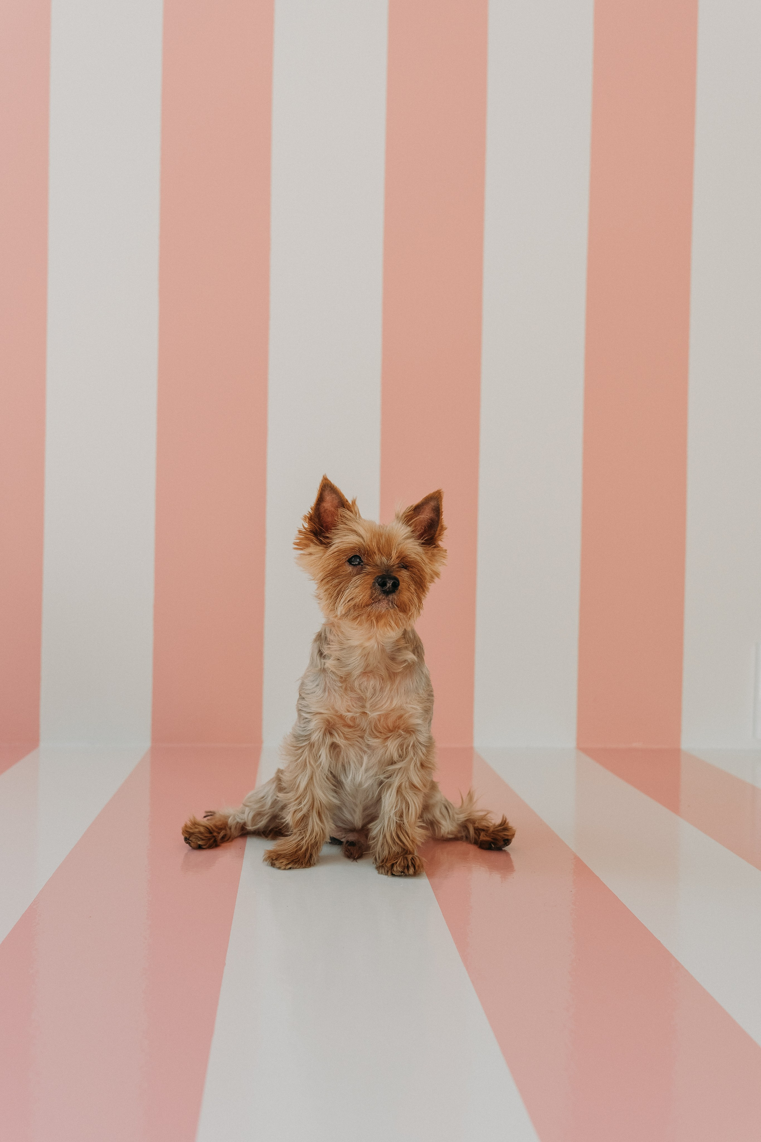 Wallun perhe. Wedding and portrait photographer in Helsinki Vickan O