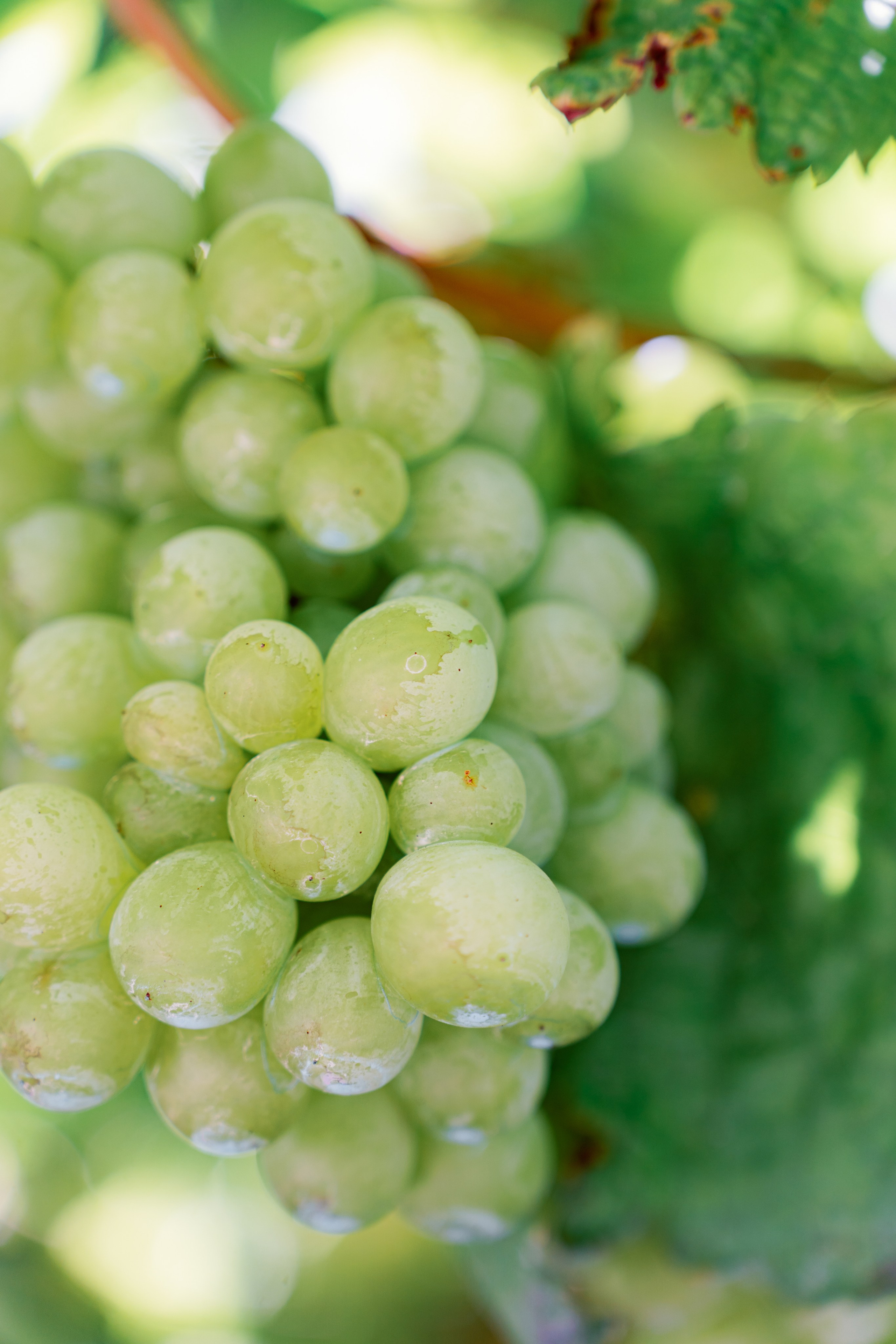 Винью Верде на ½ дня