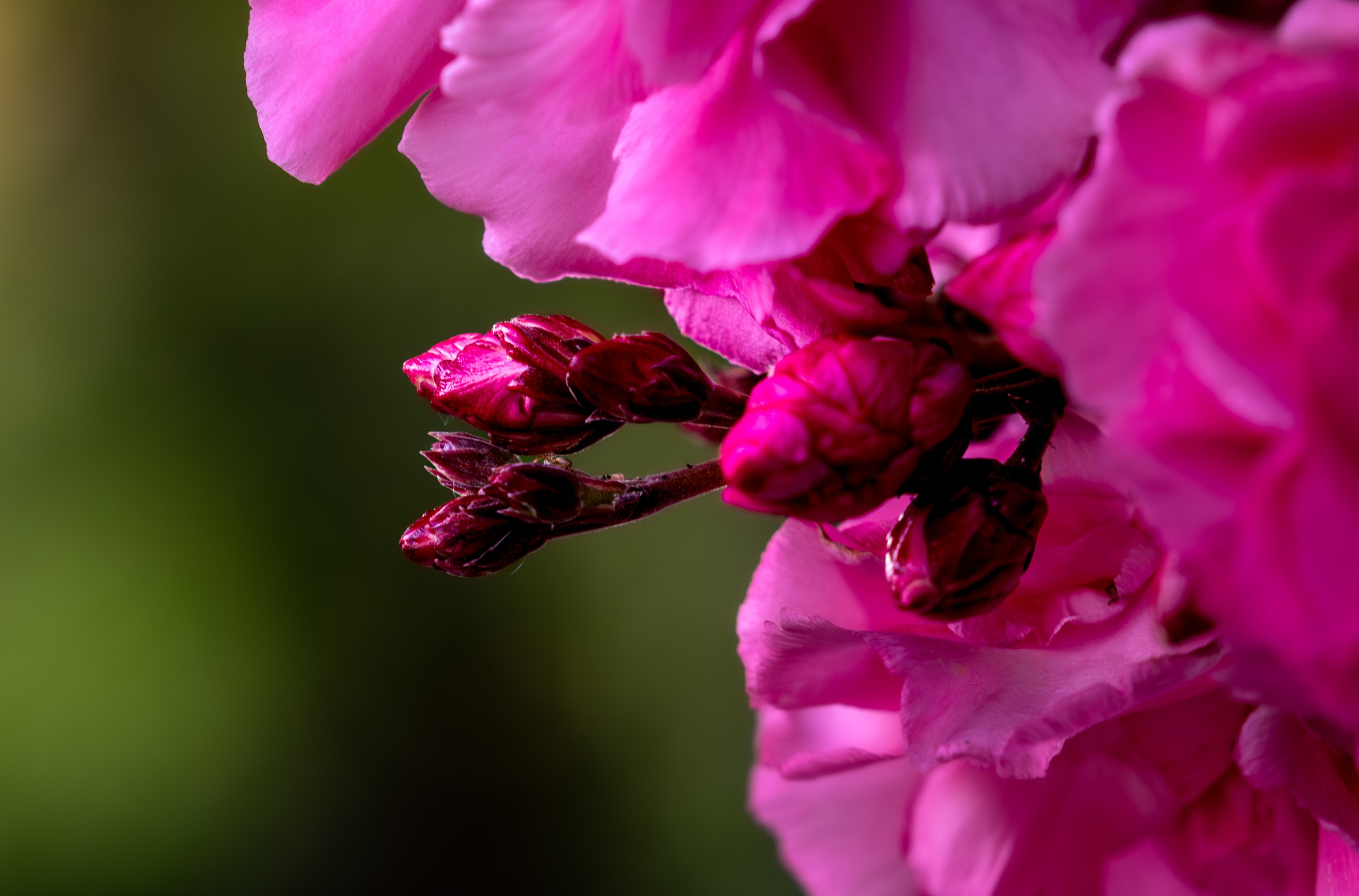 Macro Photography. Hi, my name is Eric T and I am Iris photographer