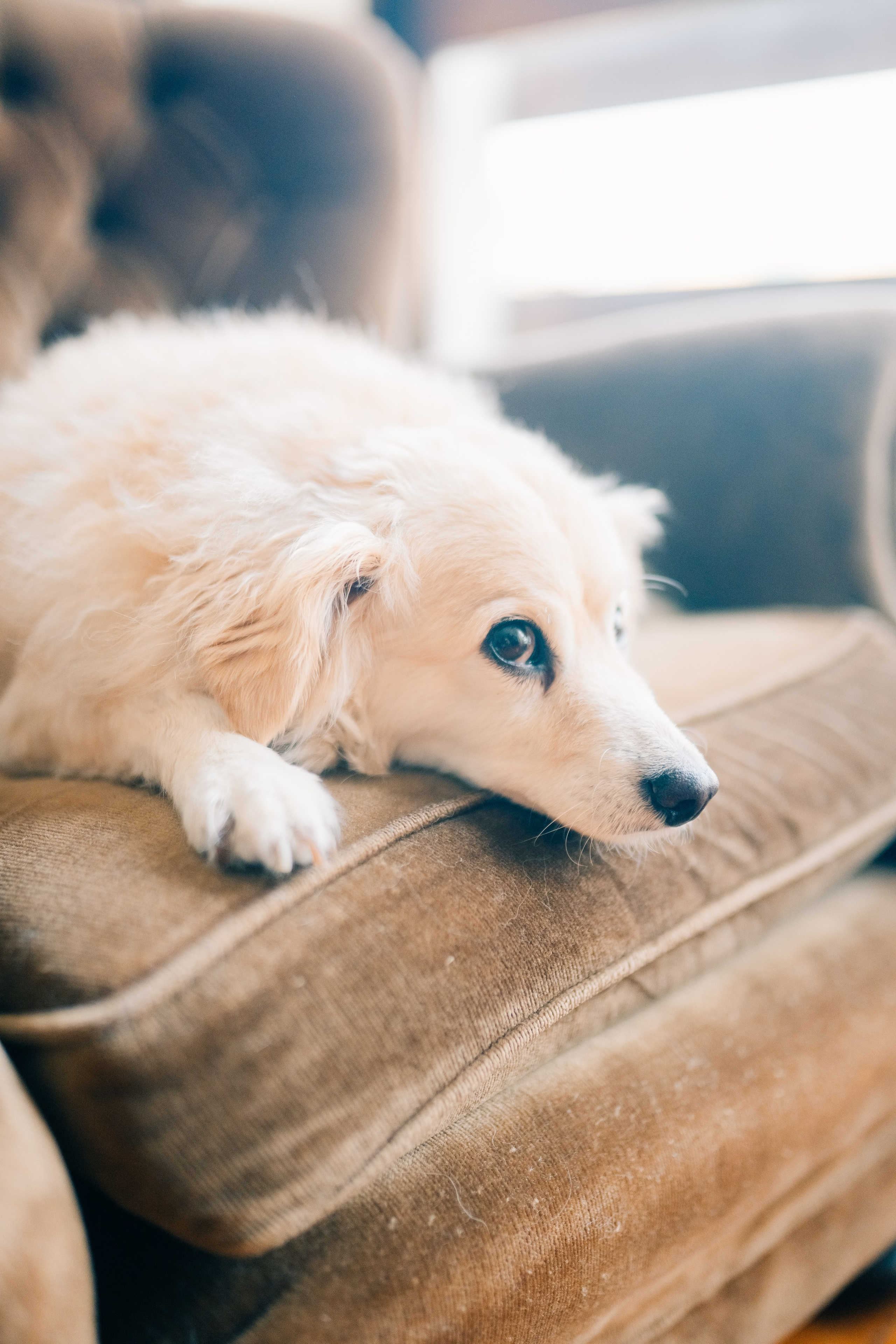 Dani & Rui at their apartment. Мария Шер. Профессиональный фотограф в городе Порту, Португалия