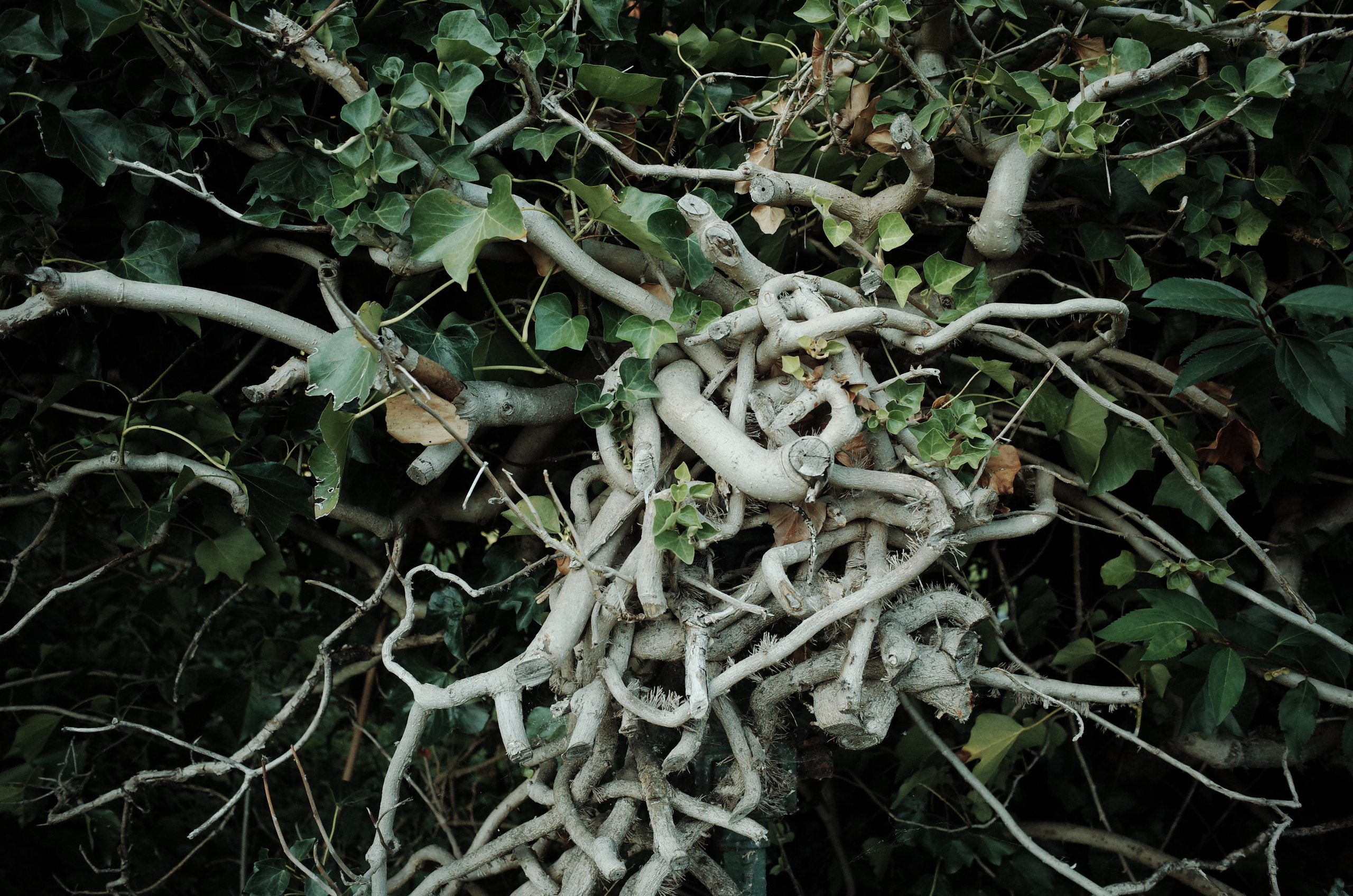 Angry walk of not belonging. Victoria Dini. Art photography in London / Folkestone, UK