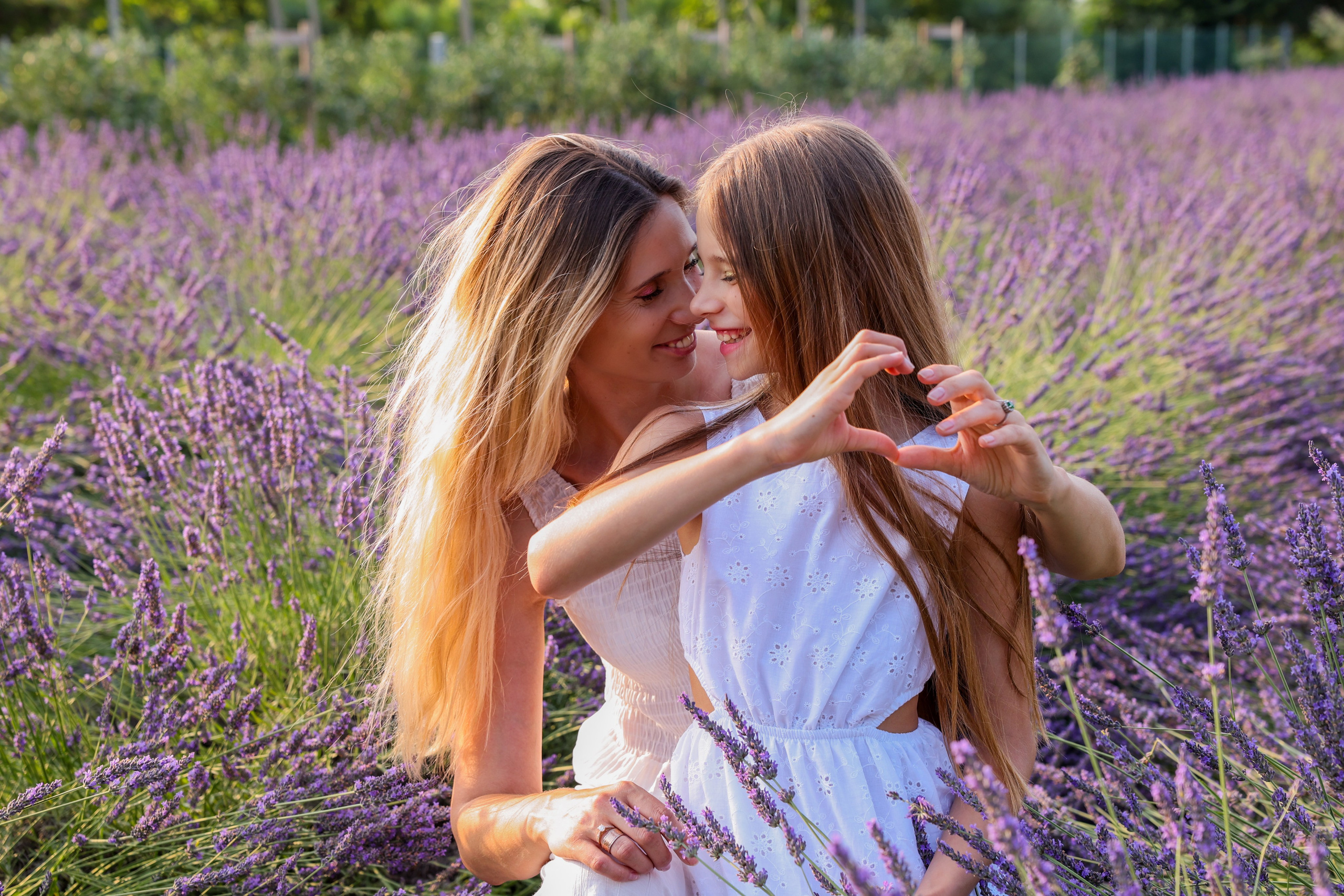 Lavanda. Photographer, Videomaker, Drone, Padova, Venice, Italy, Elena Radchenko