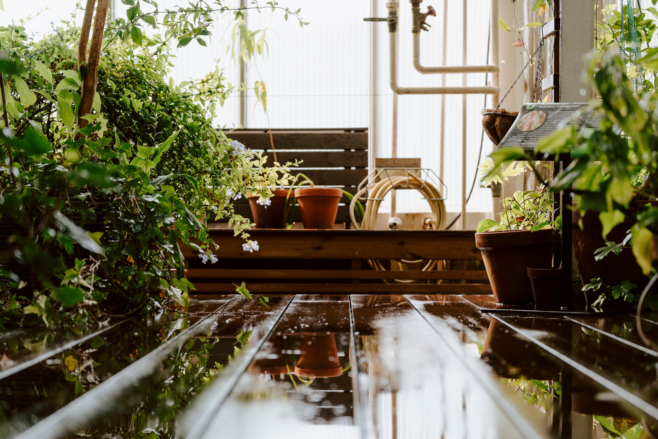 Gallery. Natasha Shakh