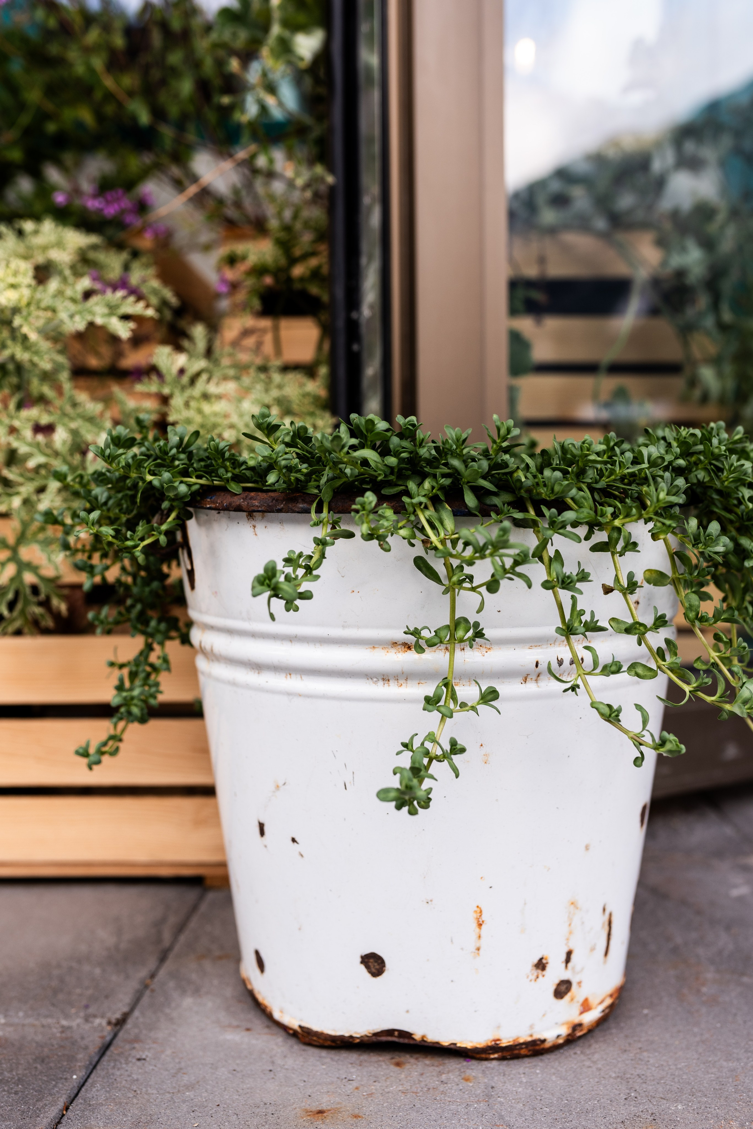 Kräutergarten Wipptal. Familienfotografin aus Sterzing Elena Muehlsteiger