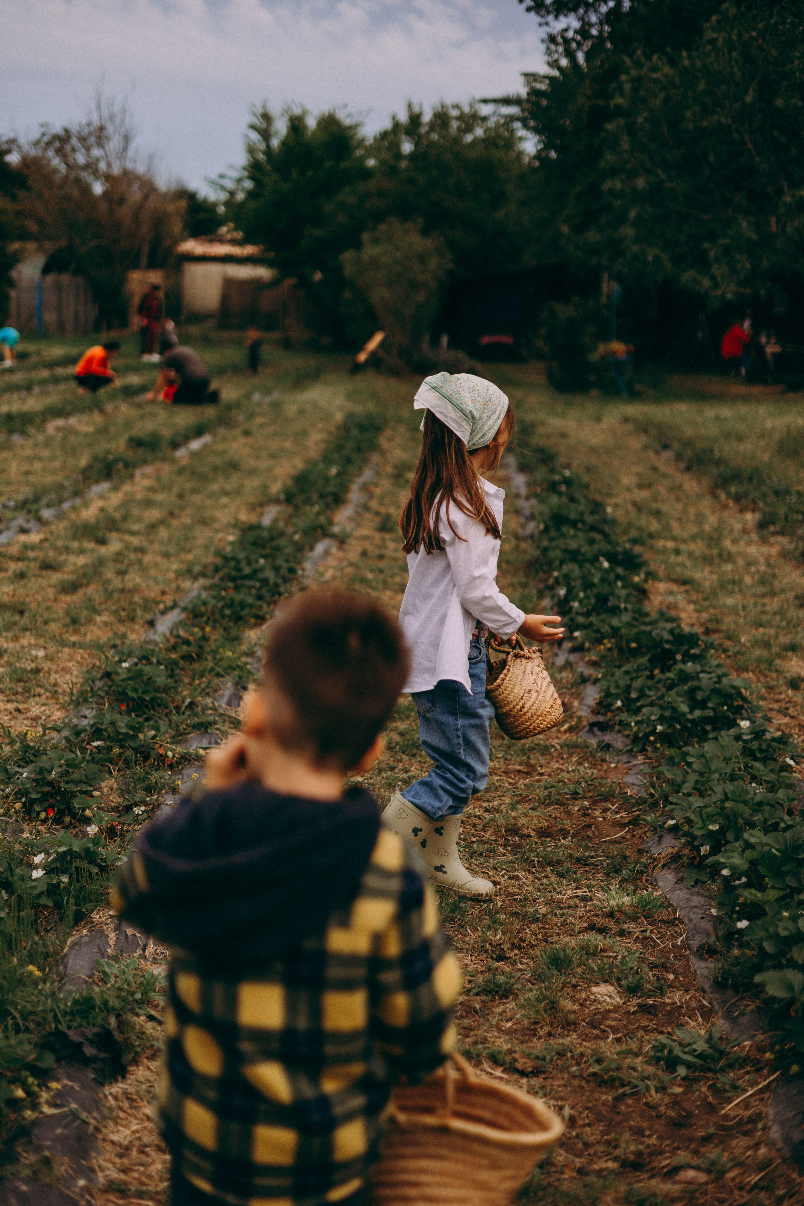 Cueilette fraise. Photographe en Côte d’Azur