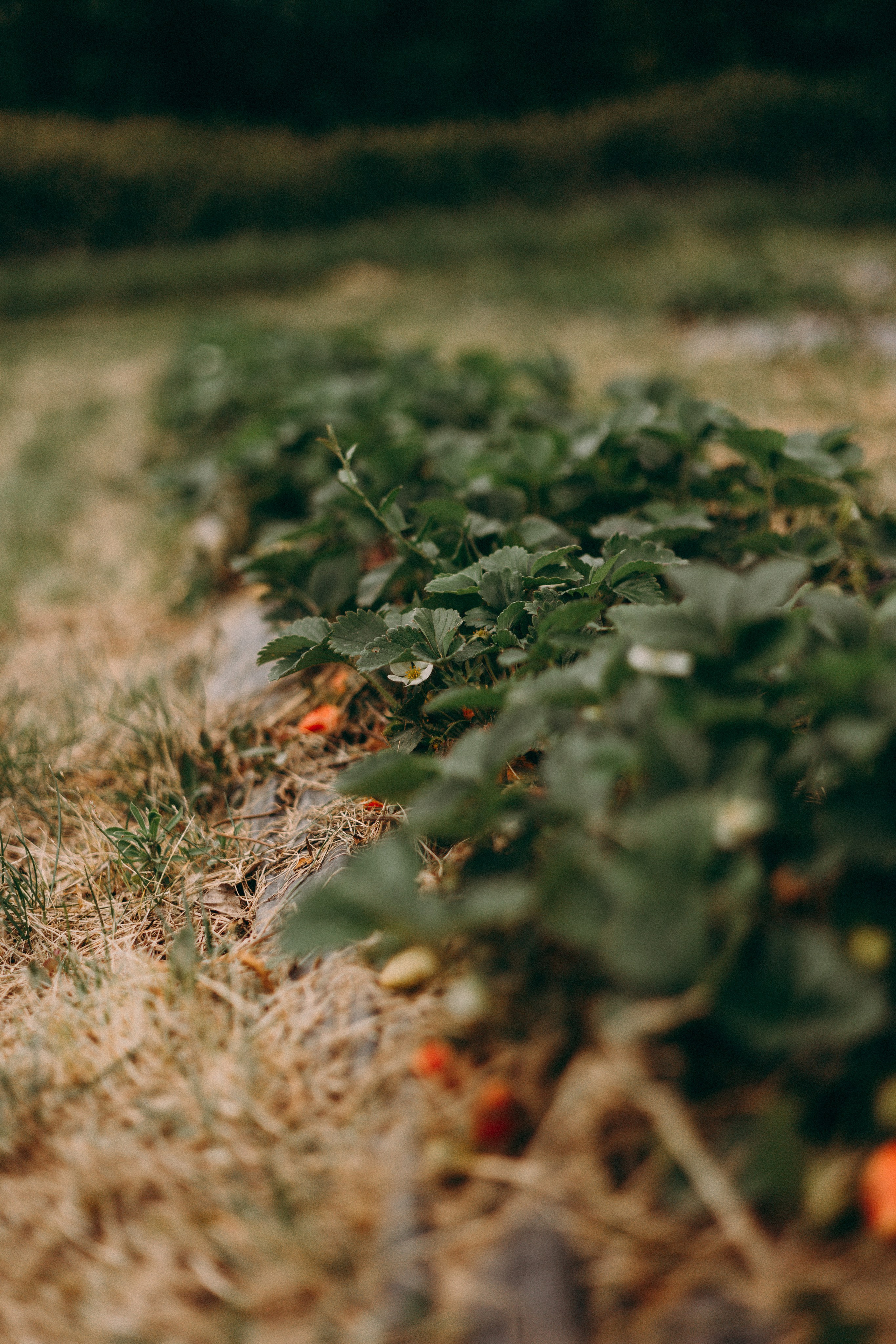 Cueilette fraise. Photographe en Côte d’Azur