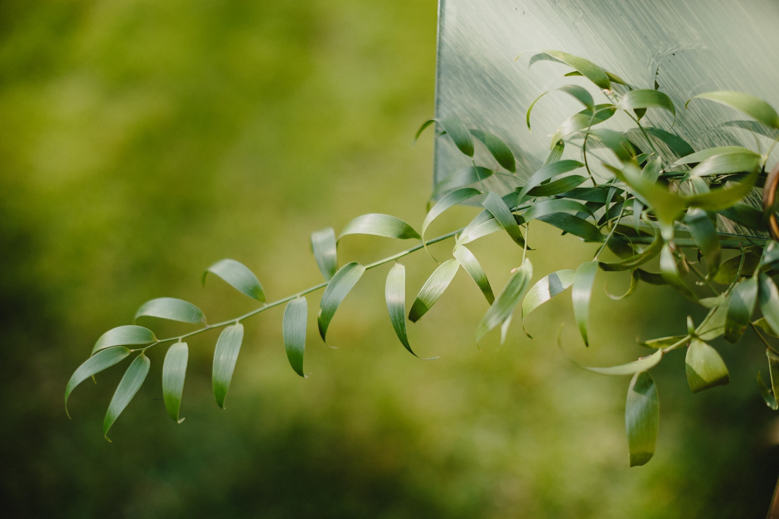 Marina & Paolo. Wedding photographer based in Novi Sad, Marko Milivojevic