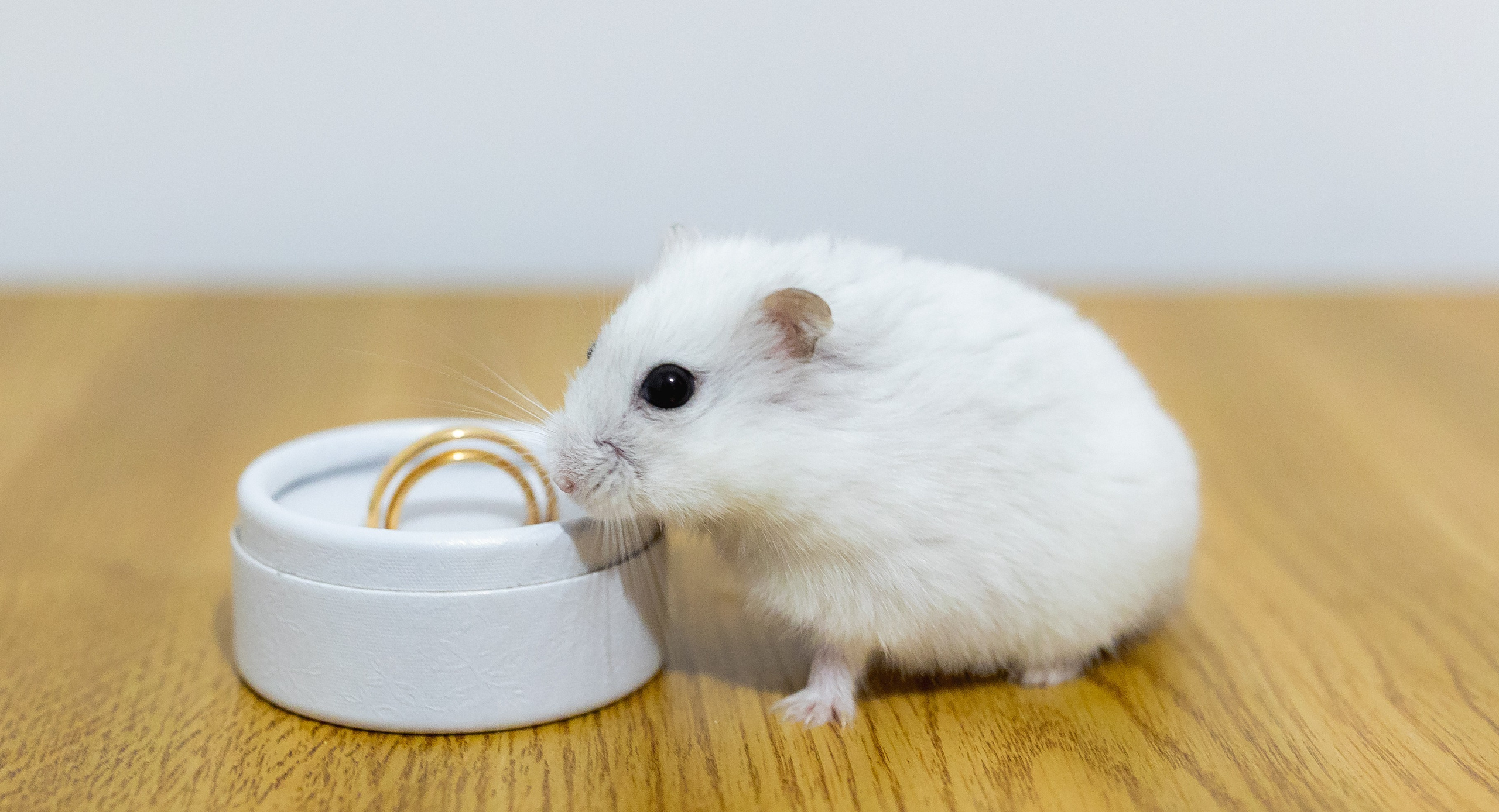 Portofoliu Fotograf Nunta Tulcea — Selectii | Codux. Codux — Fotograf Tulcea | Fotograf Evenimente