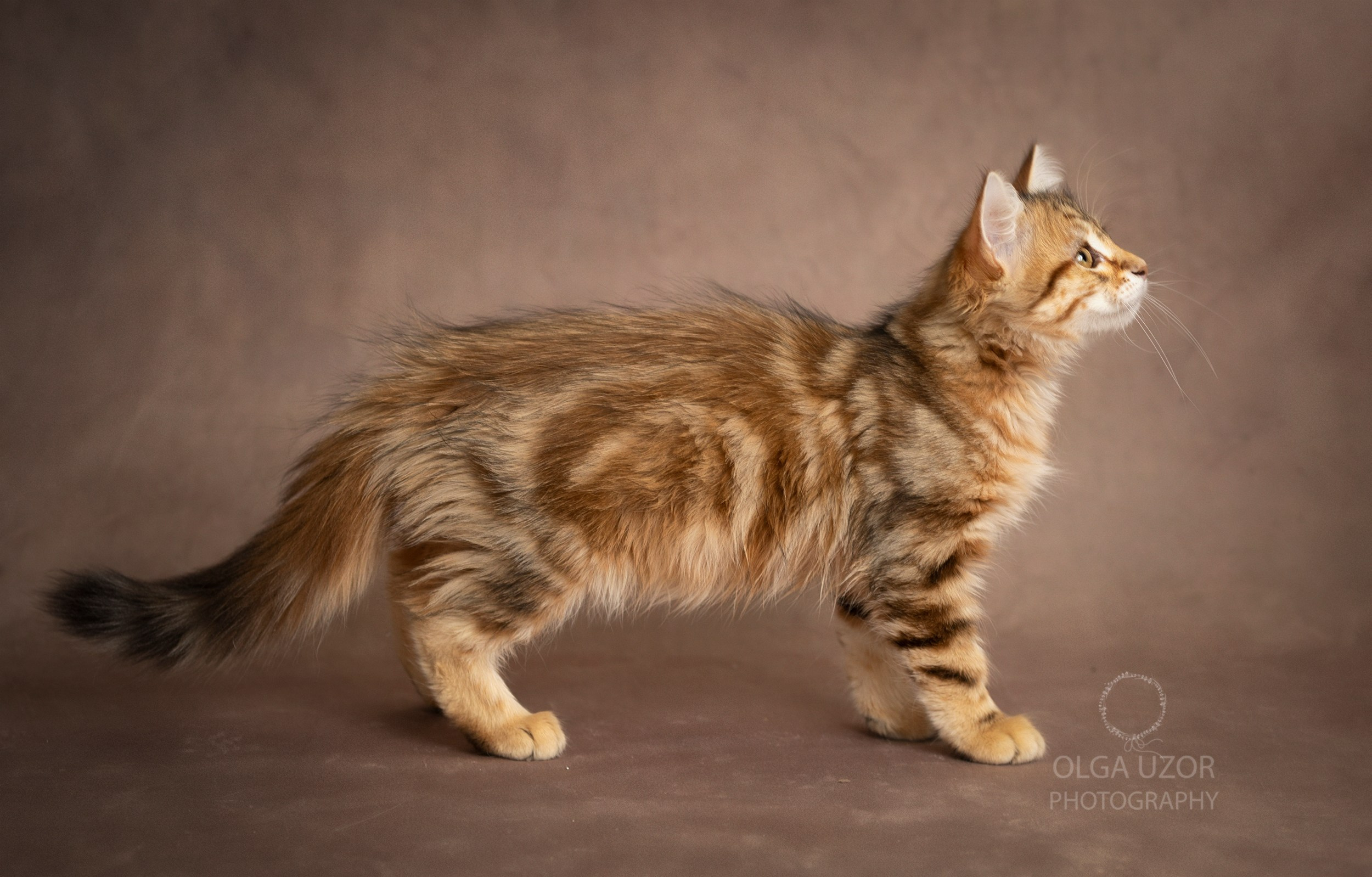 Pets photographer based in Stevenage, Hertfordshire. Stevenage, Hertfordshire family, maternity and newborn photographer