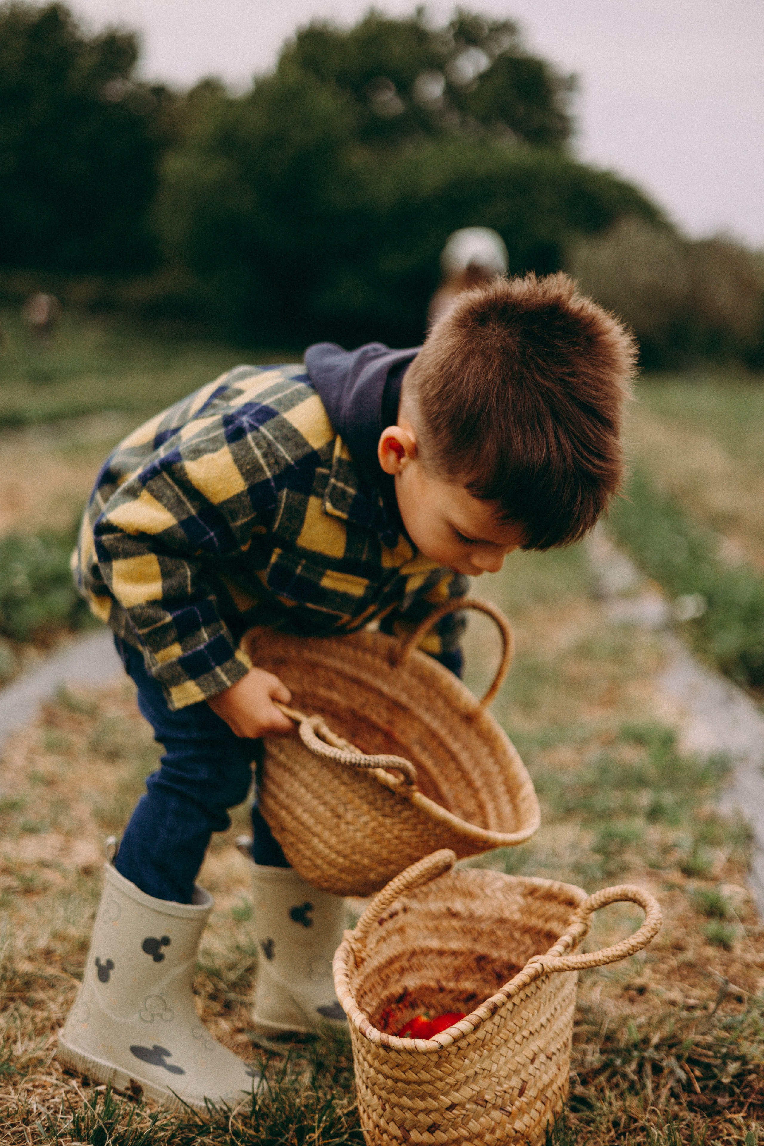 Cueilette fraise. Photographe en Côte d’Azur