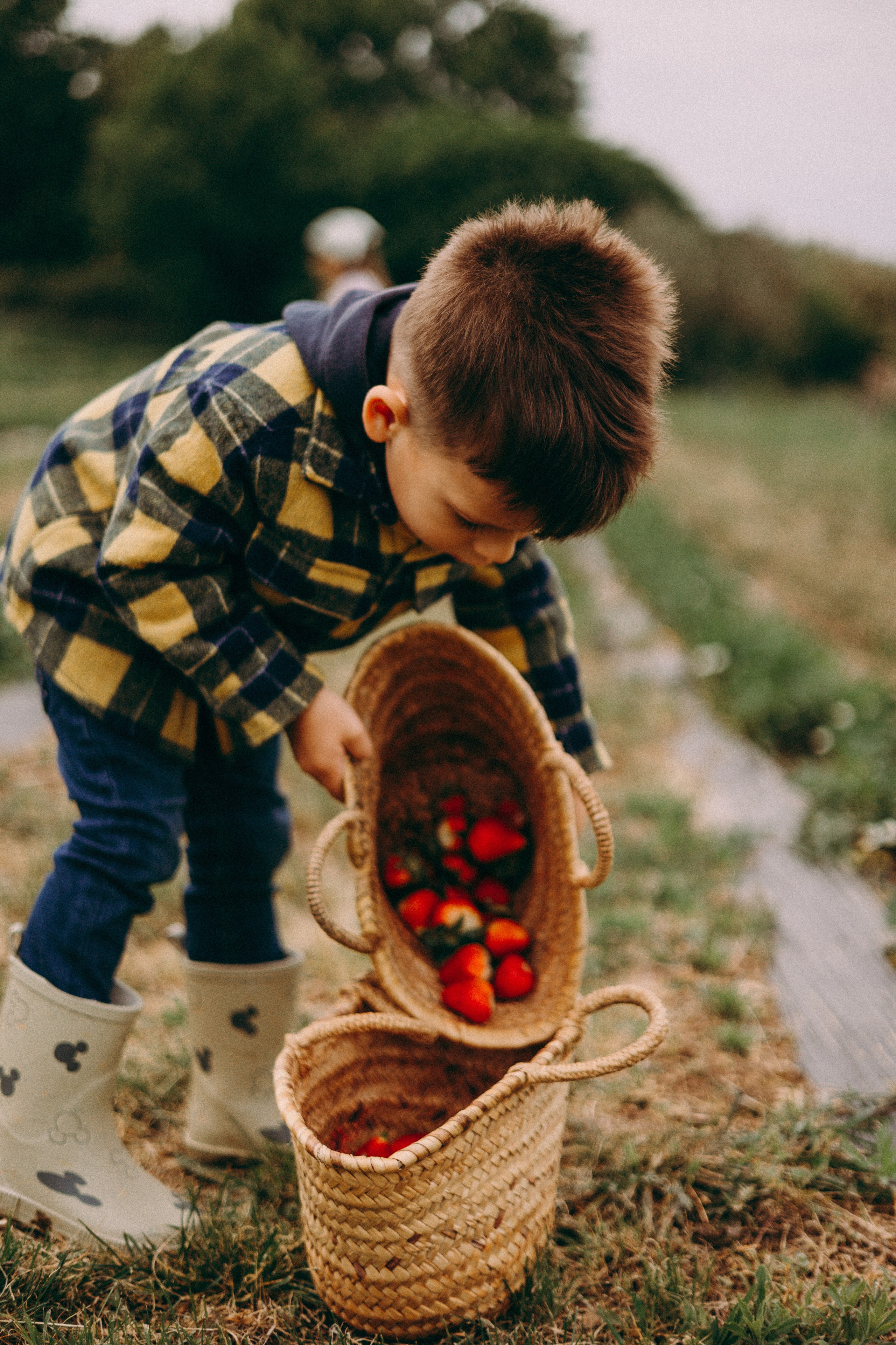 Cueilette fraise. Photographe en Côte d’Azur