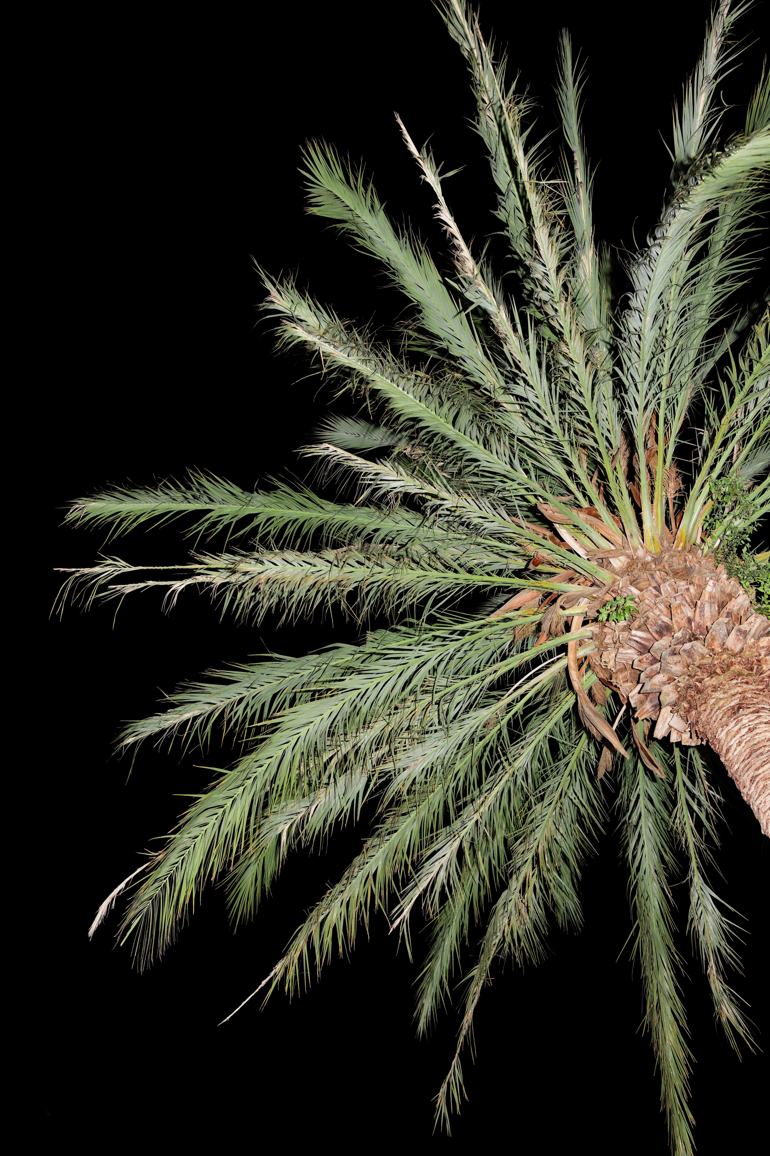 Wedding at Gran Villa Rosa, Barcelona, Spain Preview