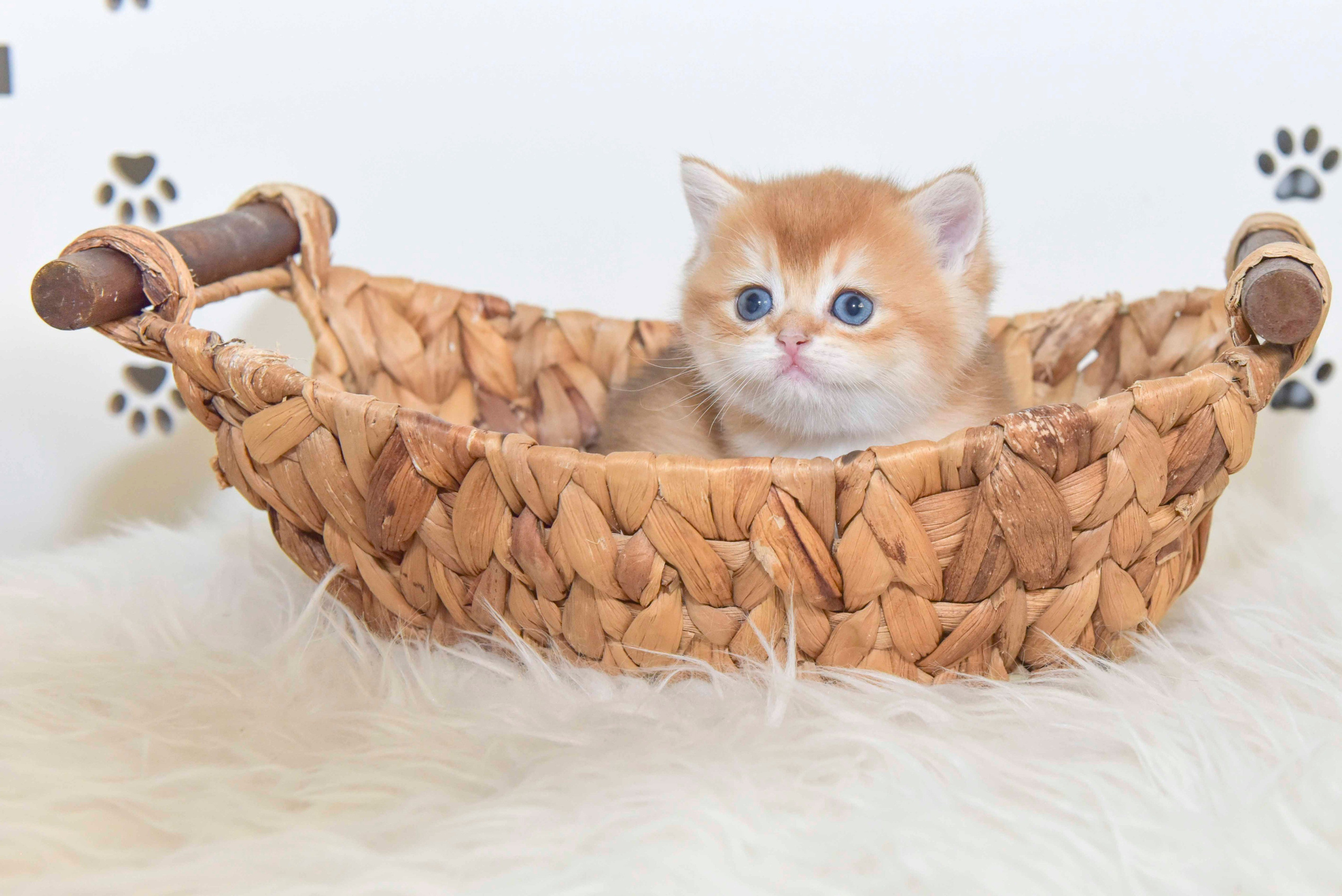 Cattery British shorthair Cyprus, cattery british shorthair Limassol,. British shorthair Cyprus, british shorthair cattery in UK, british cat