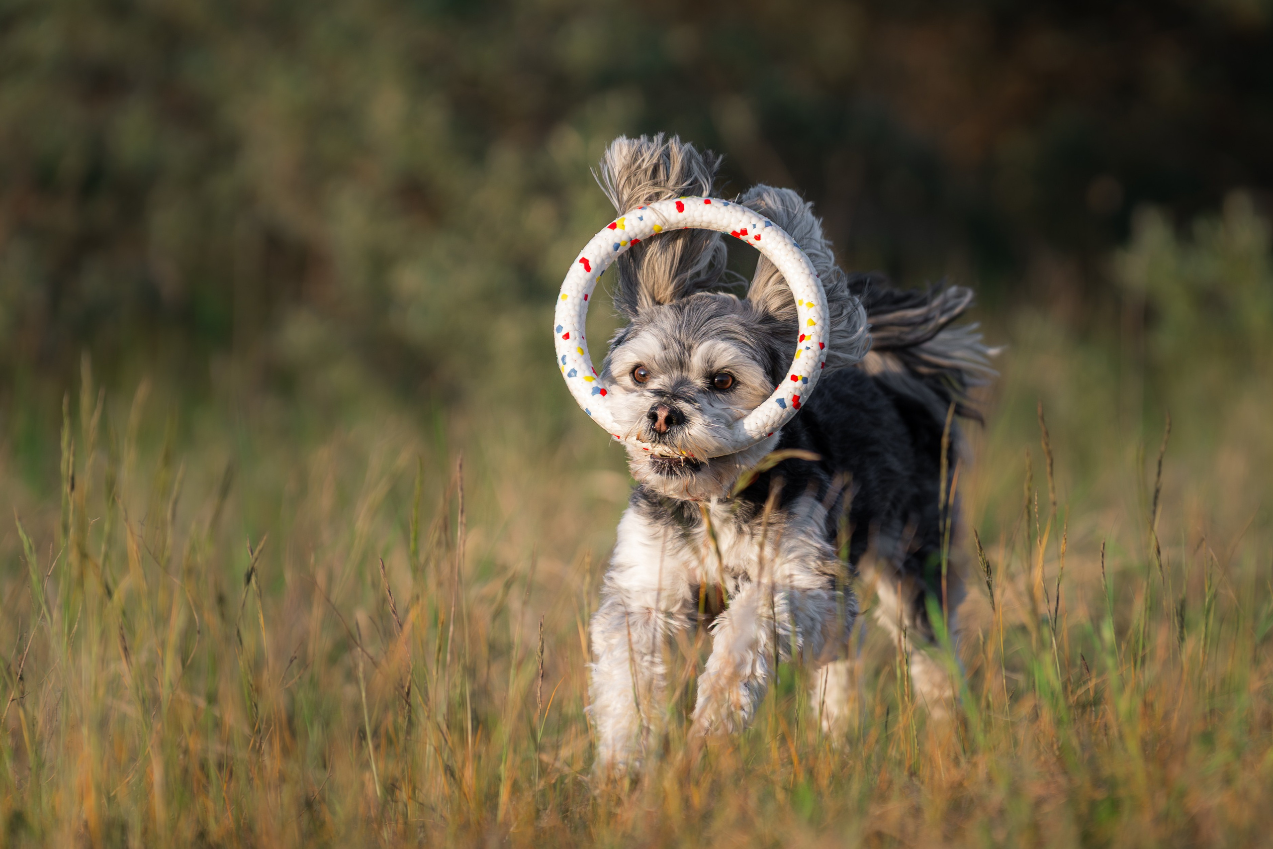 Hundeshooting - Fiete. Thorben Ihler - Dein Fotograf aus Emden