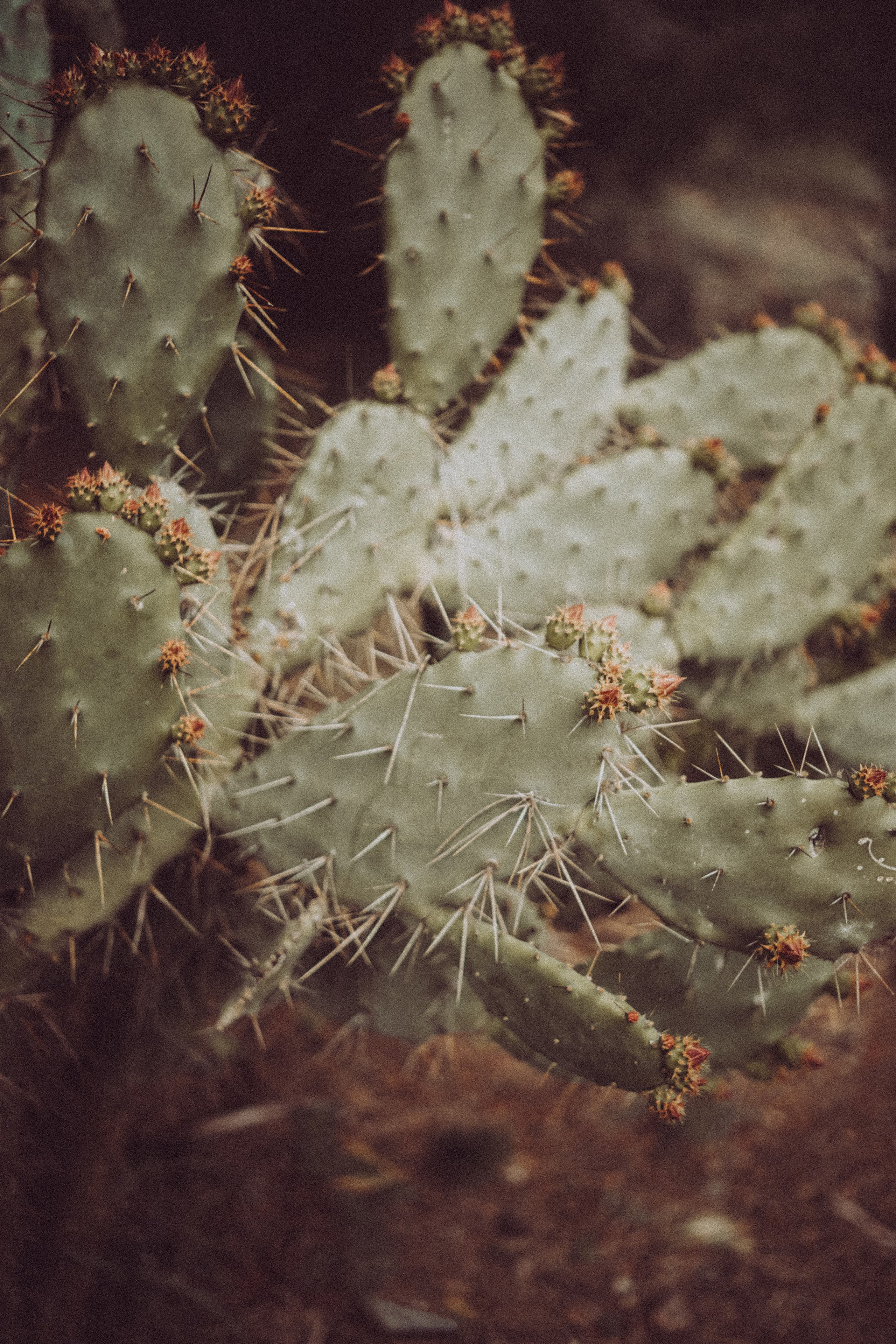 Massif du Cap-Sicié: plages de St.Selon, Jonquet, Boeuf. Photographe à la Seyne sur Mer, Var