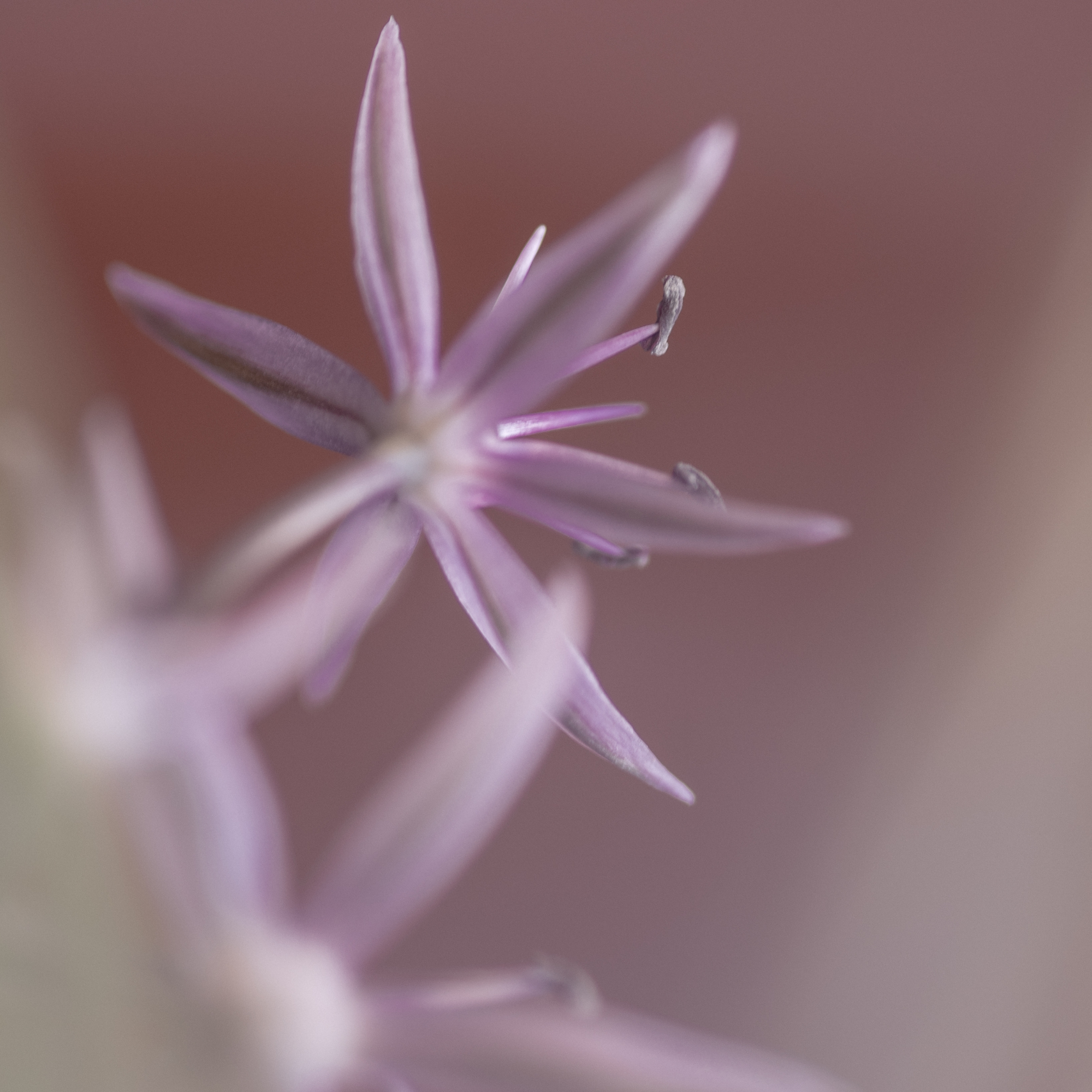 50 SHADES OF PURPLE. Natalja Poplavska — Visual artist, Photographer, East Sussex, London