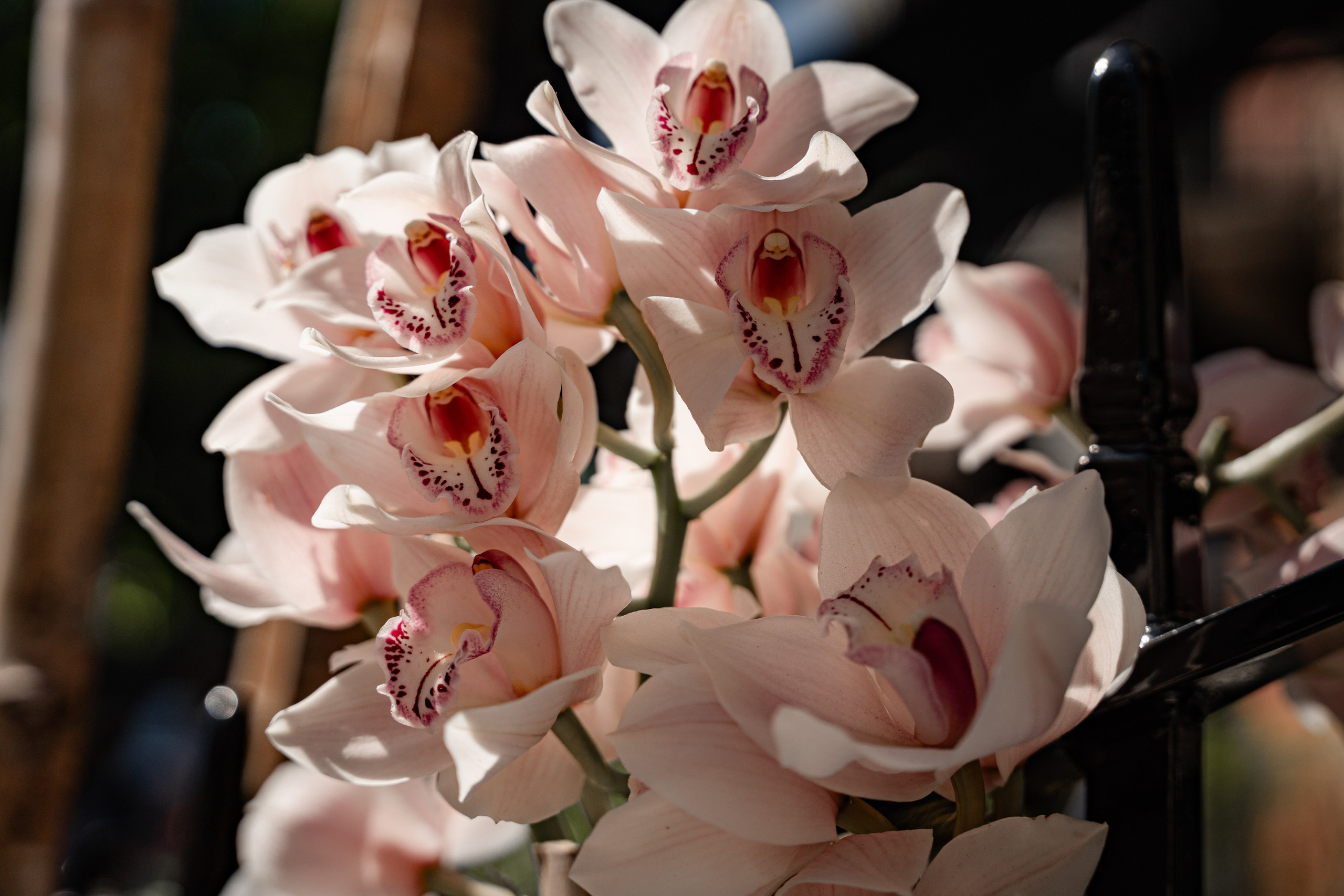 Chelsea_in_bloom. Tonya Kyrylenko photographer in London