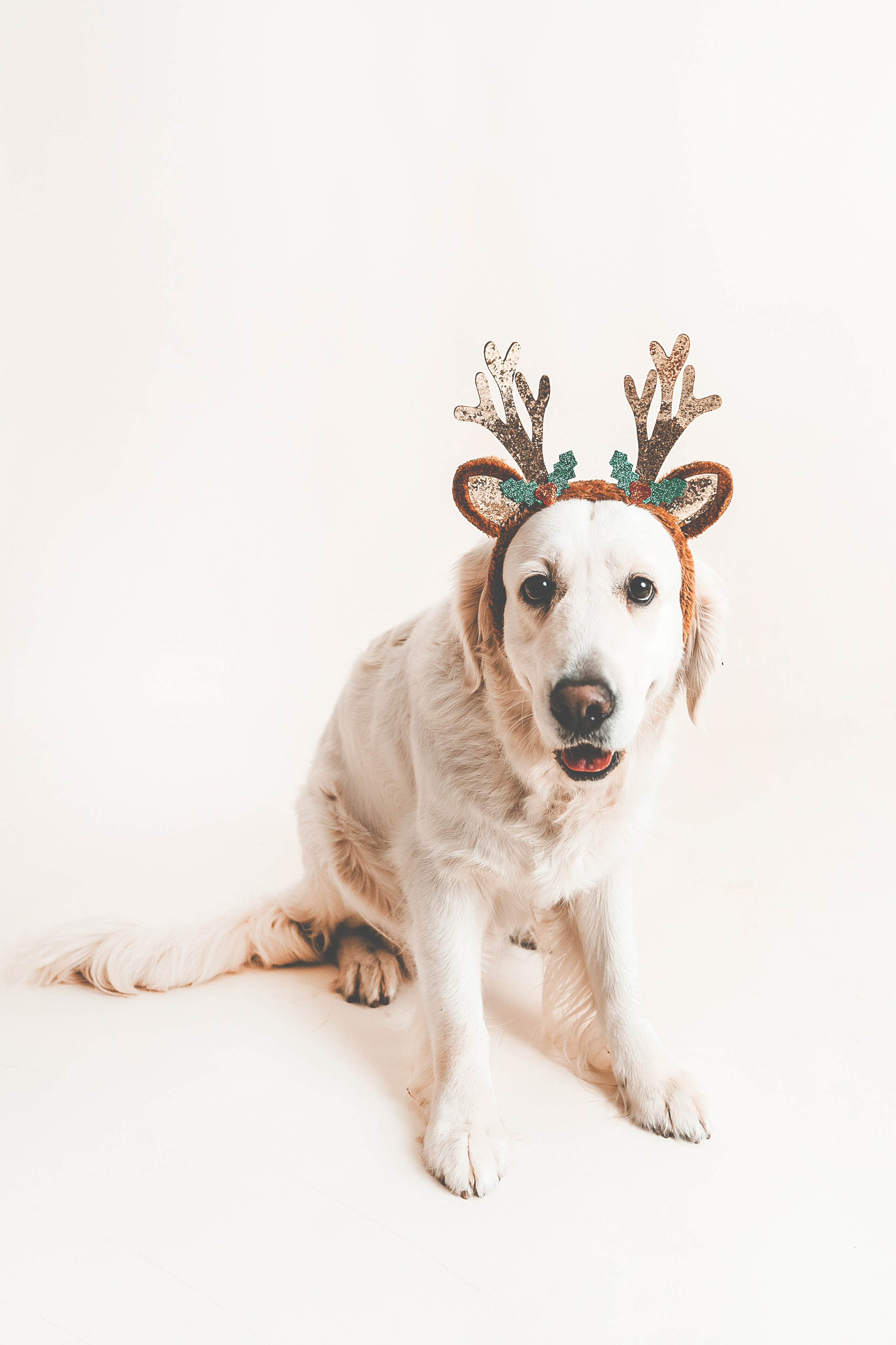 Lemmikit. Senjakulmala.fi