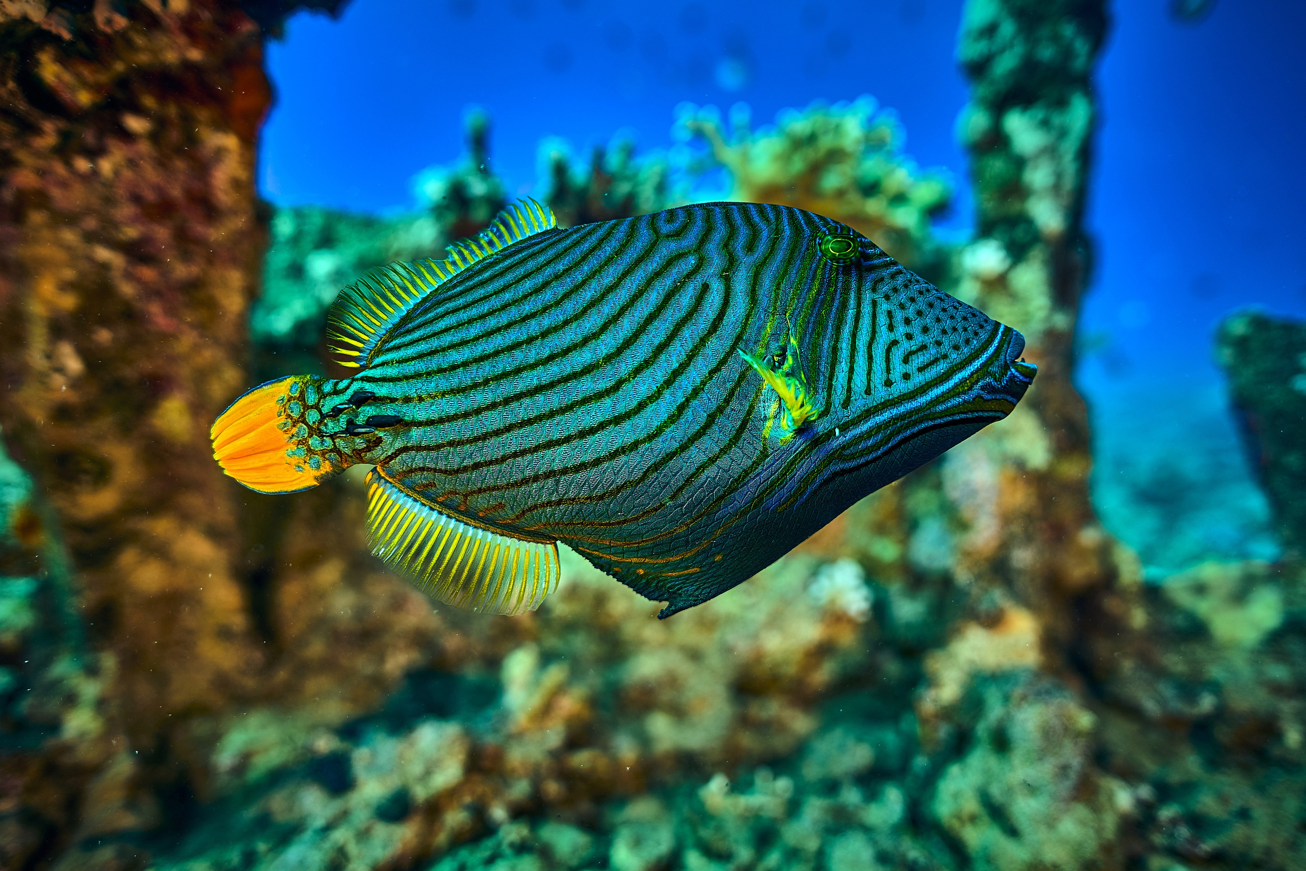 Fotograf podwodny Andriej Szypiłow - Fauna i flora Czerwonego i Adriatyckiego Mórz. Andriej Szypilow - Fotografia & Wideografia