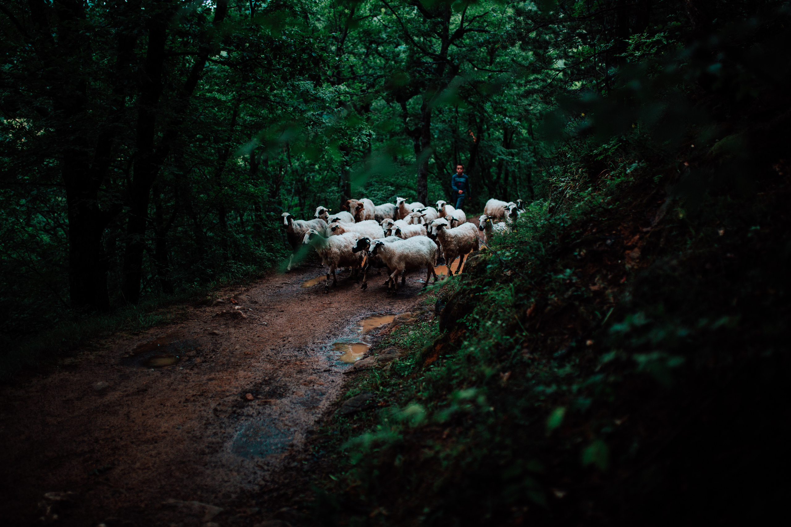 Paket preseta namenjen portretima i uličnoj fotografiji. Mark Smilyanic | Portretni boudoir fotograf iz Beograda