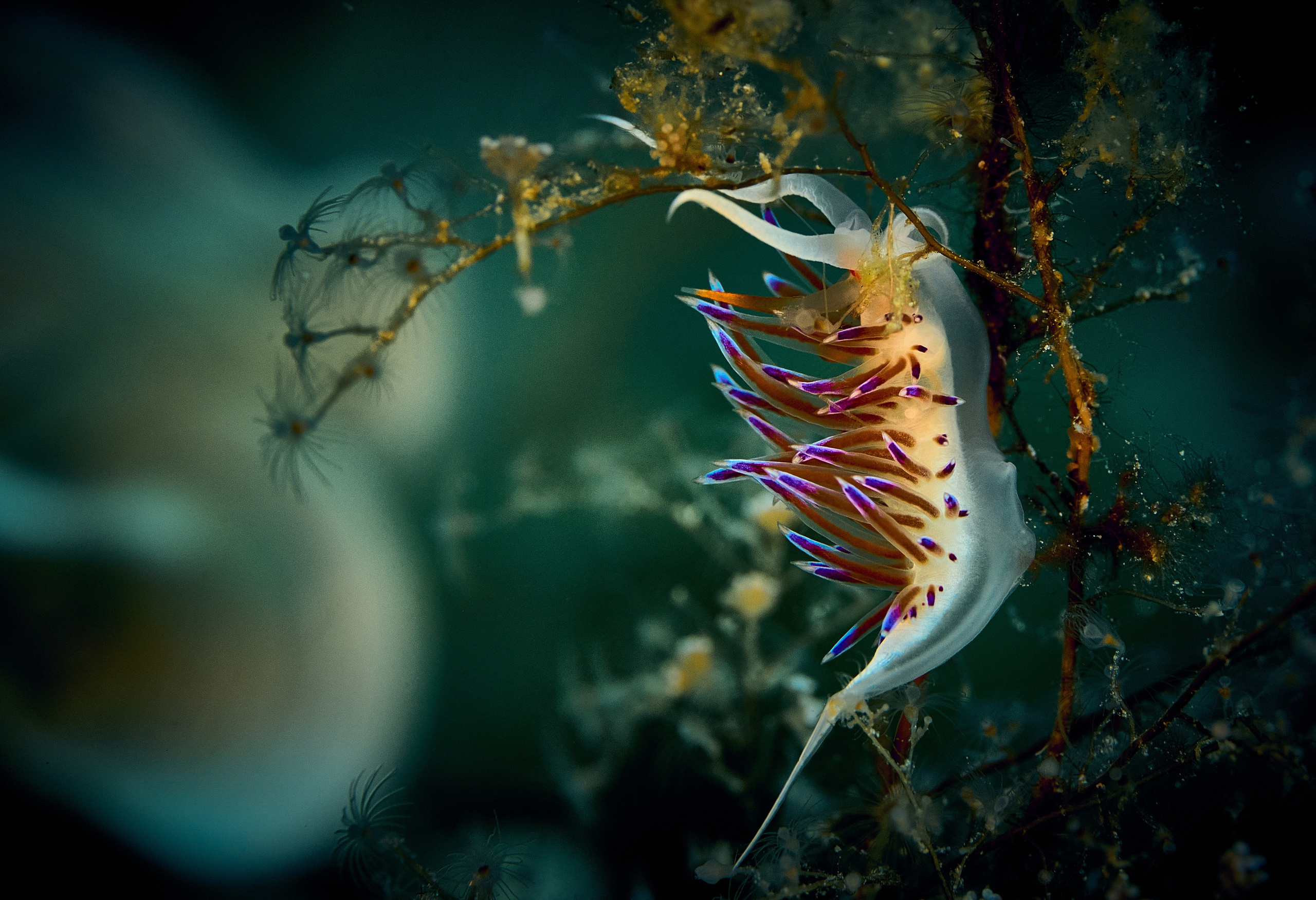 Fotograf podwodny Andriej Szypiłow - Fauna i flora Czerwonego i Adriatyckiego Mórz. Andriej Szypilow - Fotografia & Wideografia