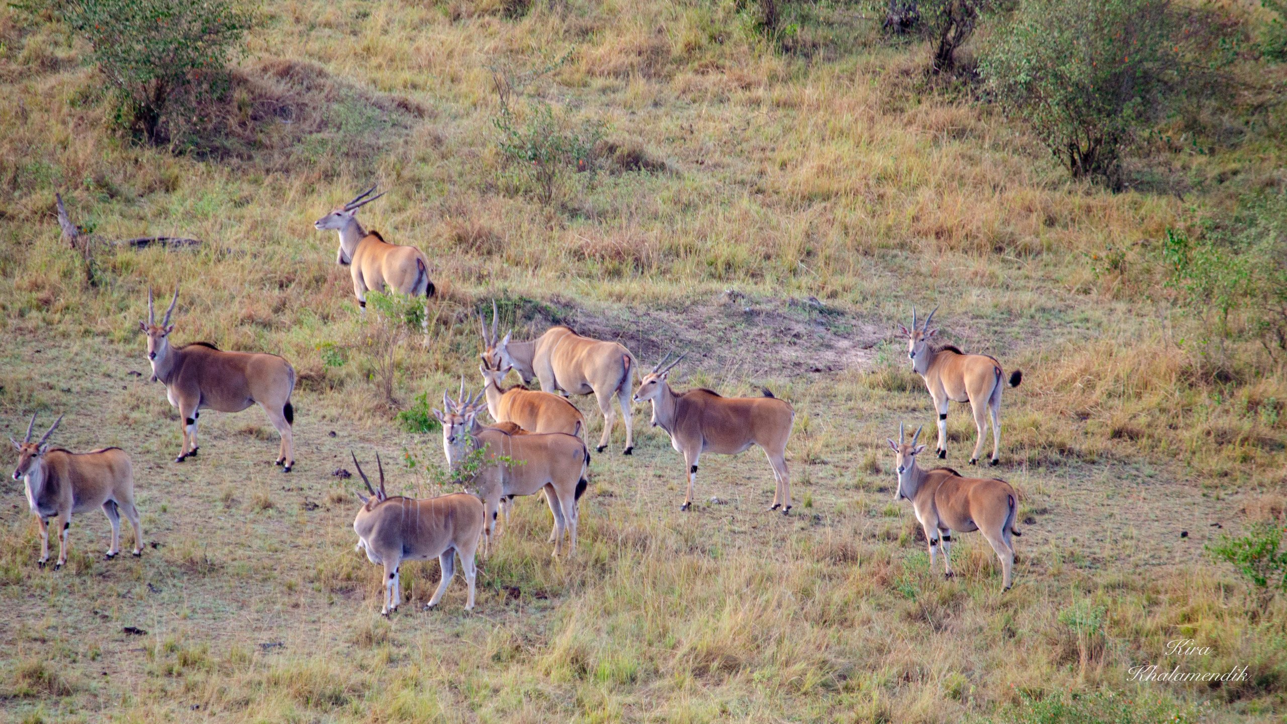 Afrique Centrale (paysages, animaux). Милок и Кирок это позитивные и реальные персоны из Люксембурга, много