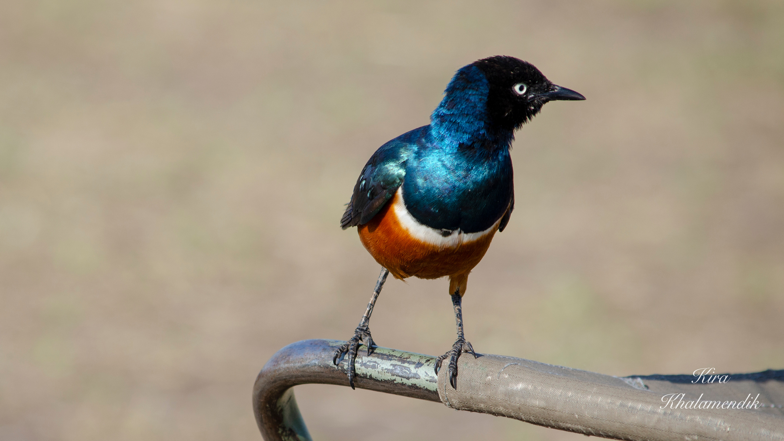 Afrique Centrale (paysages, animaux). Милок и Кирок это позитивные и реальные персоны из Люксембурга, много