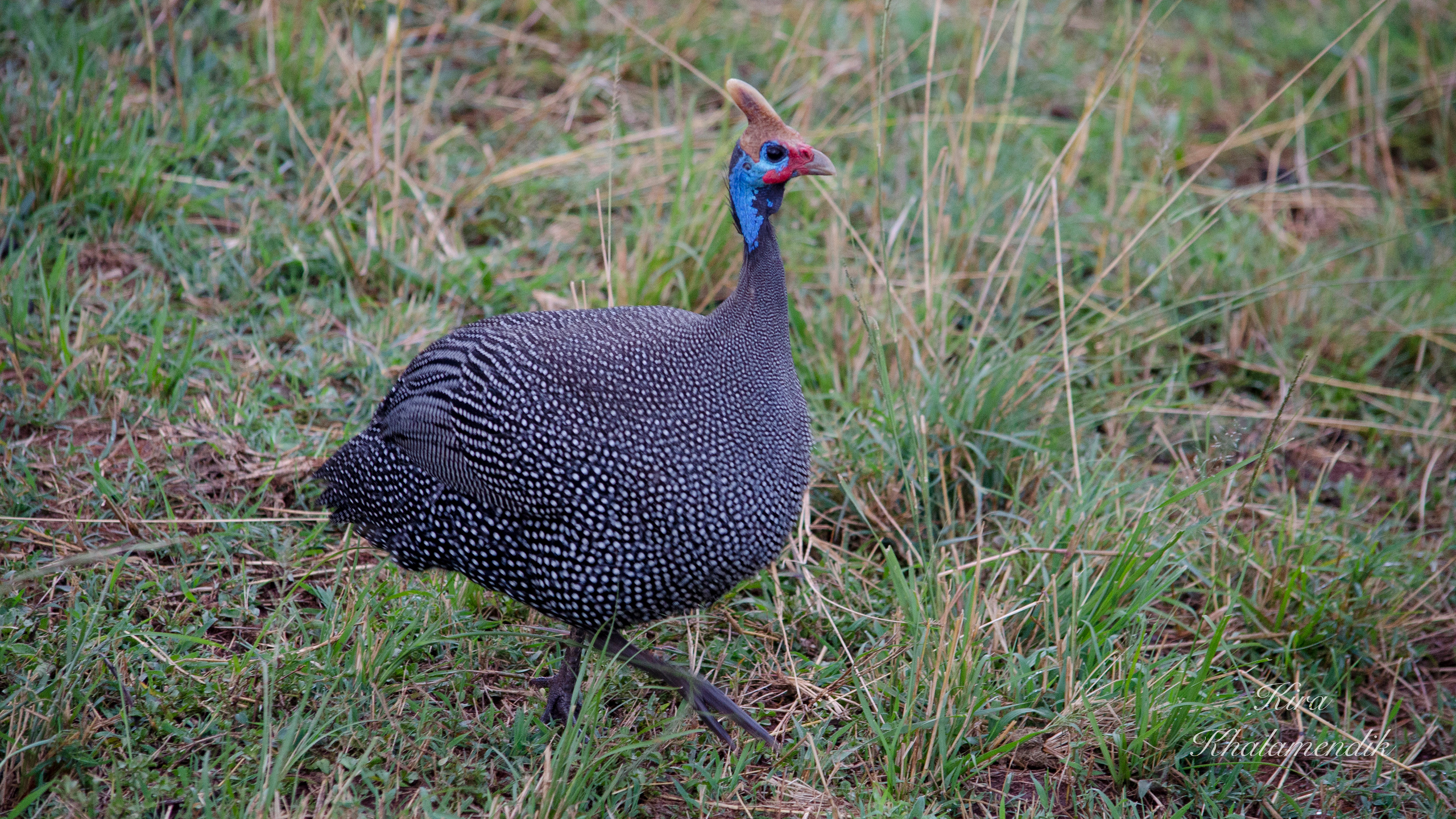 Afrique Centrale (paysages, animaux). Милок и Кирок это позитивные и реальные персоны из Люксембурга, много