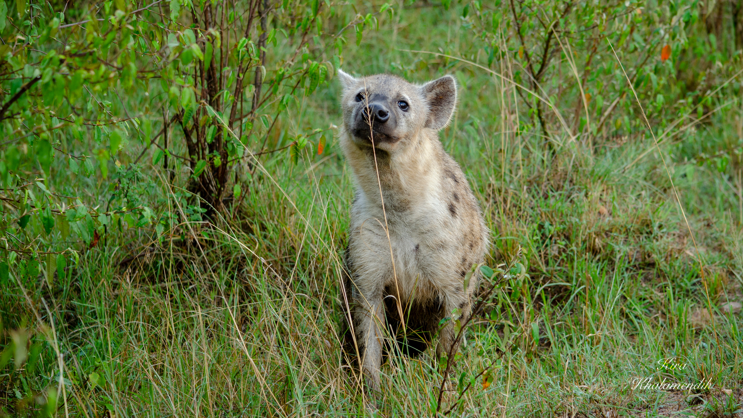 Afrique Centrale (paysages, animaux). Милок и Кирок это позитивные и реальные персоны из Люксембурга, много