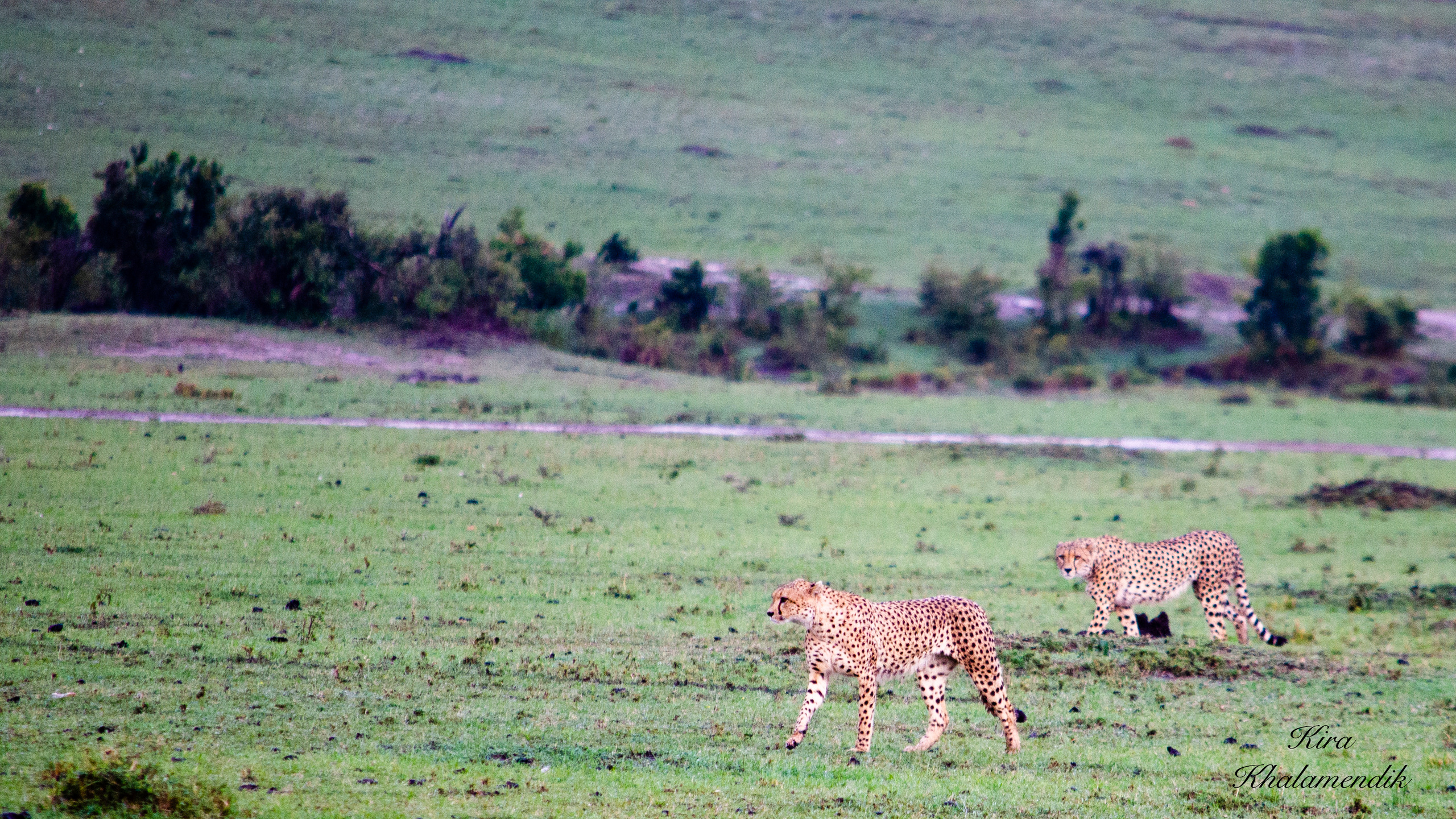Afrique Centrale (paysages, animaux). Милок и Кирок это позитивные и реальные персоны из Люксембурга, много