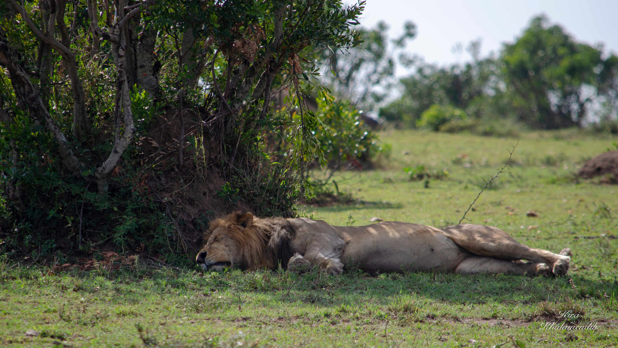 Afrique Centrale (paysages, animaux). Милок и Кирок это позитивные и реальные персоны из Люксембурга, много