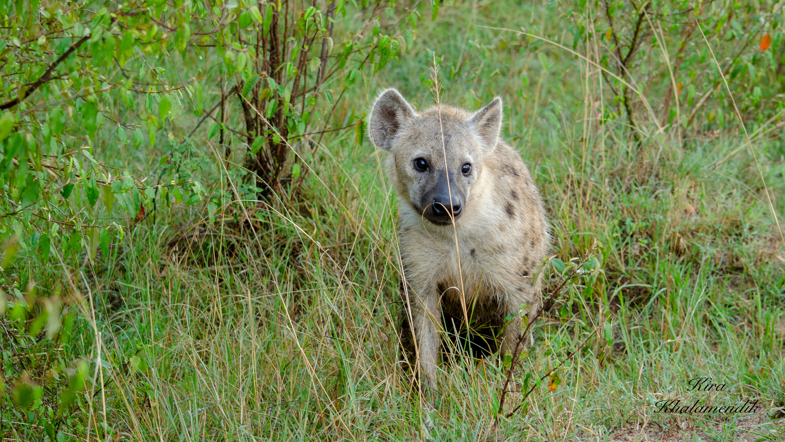 Afrique Centrale (paysages, animaux). Милок и Кирок это позитивные и реальные персоны из Люксембурга, много