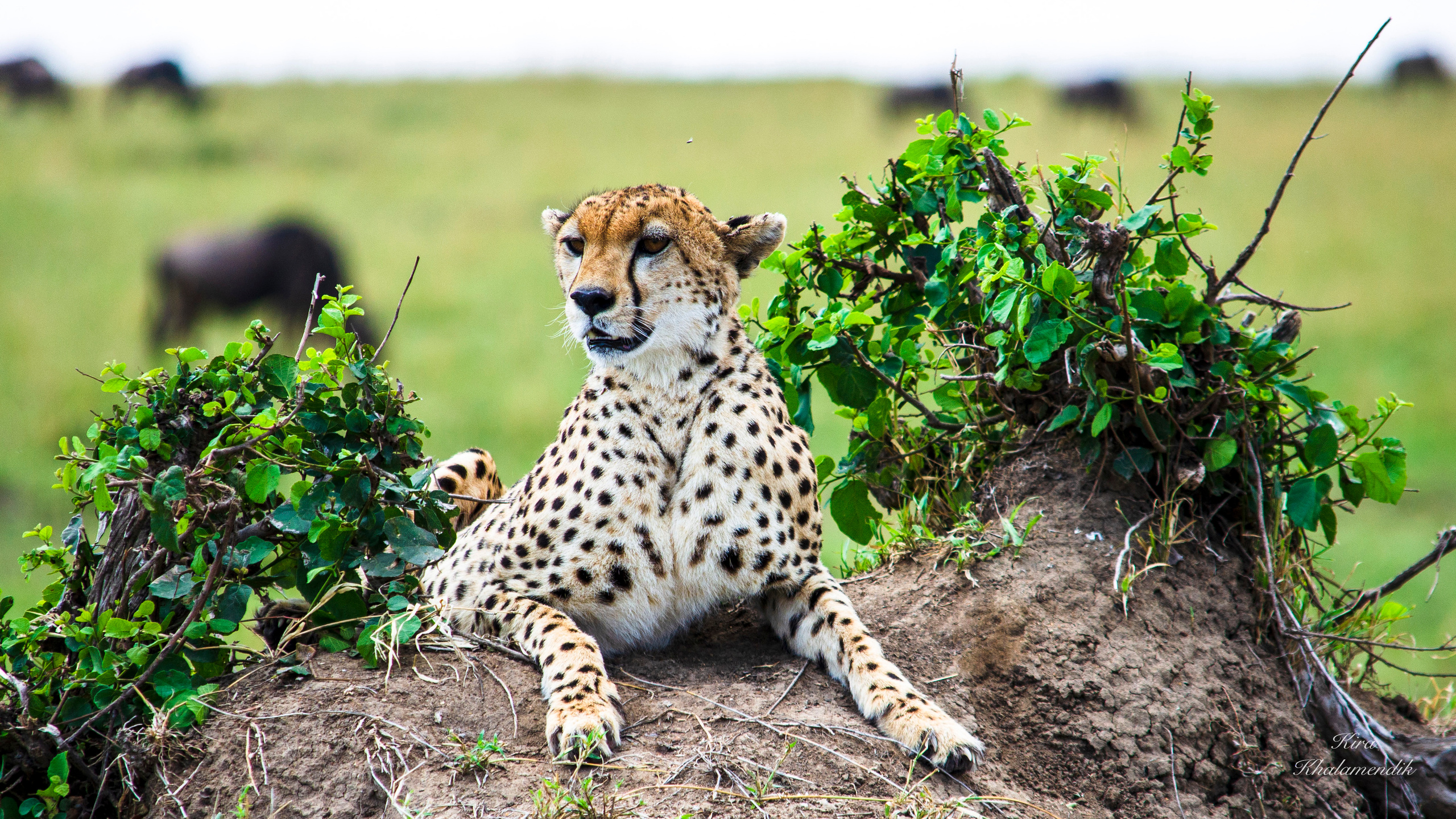 Afrique Centrale (paysages, animaux). Милок и Кирок это позитивные и реальные персоны из Люксембурга, много