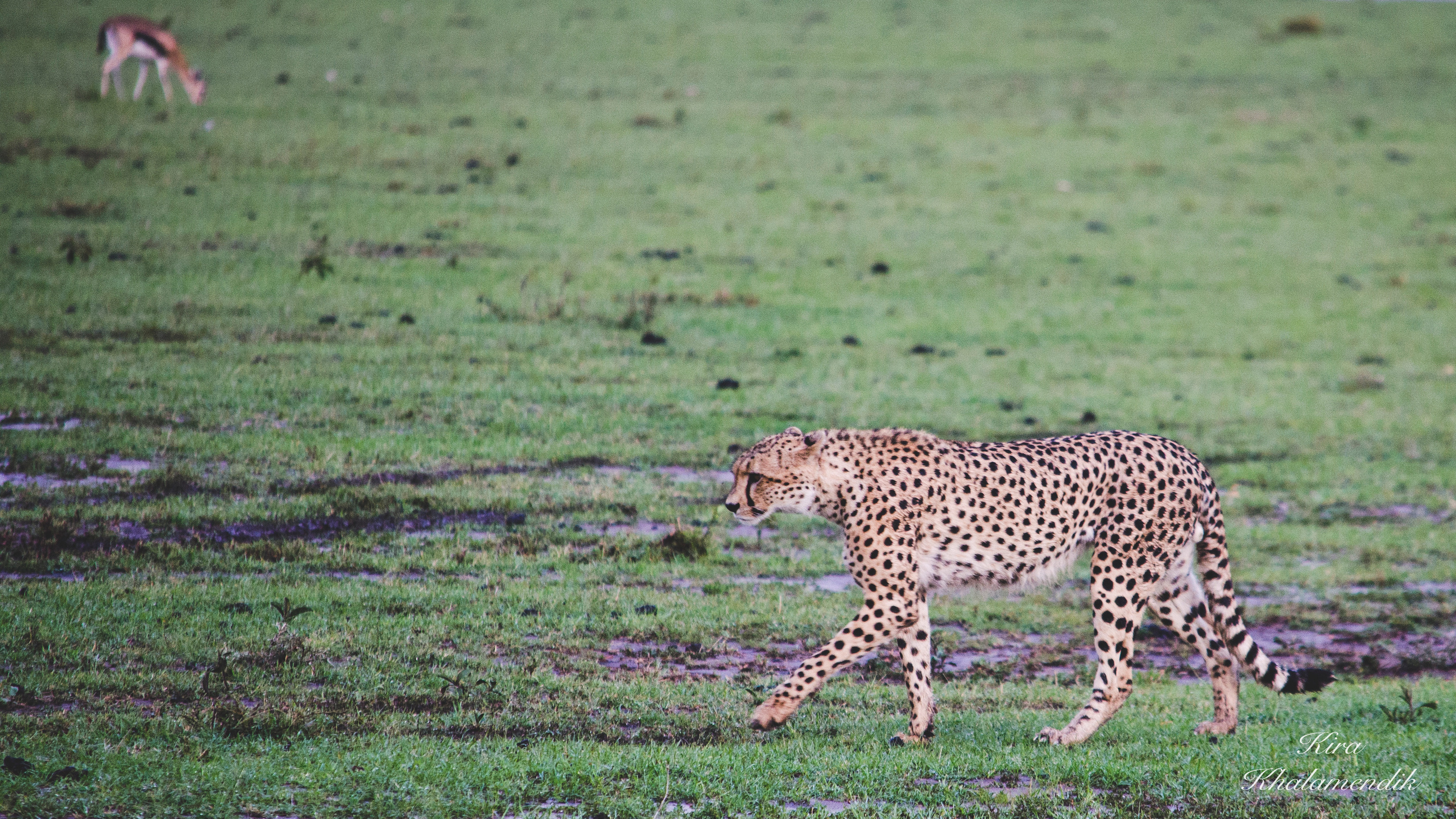 Afrique Centrale (paysages, animaux). Милок и Кирок это позитивные и реальные персоны из Люксембурга, много