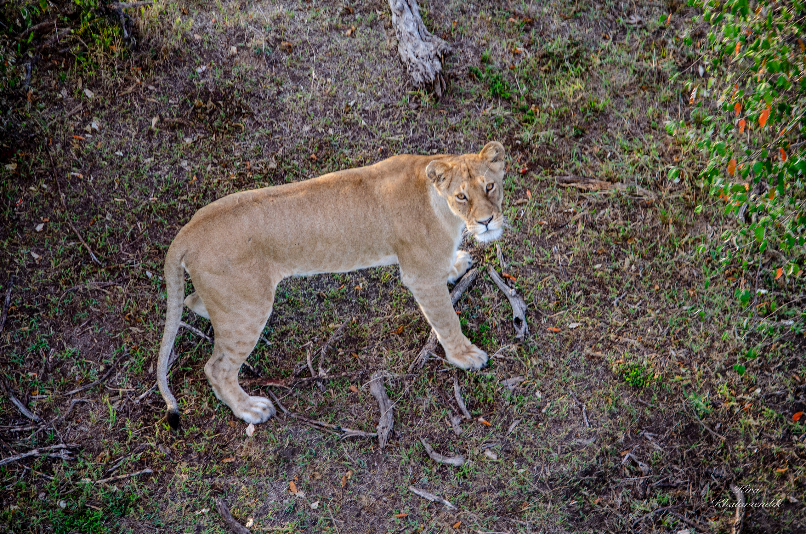 Afrique Centrale (paysages, animaux). Милок и Кирок это позитивные и реальные персоны из Люксембурга, много