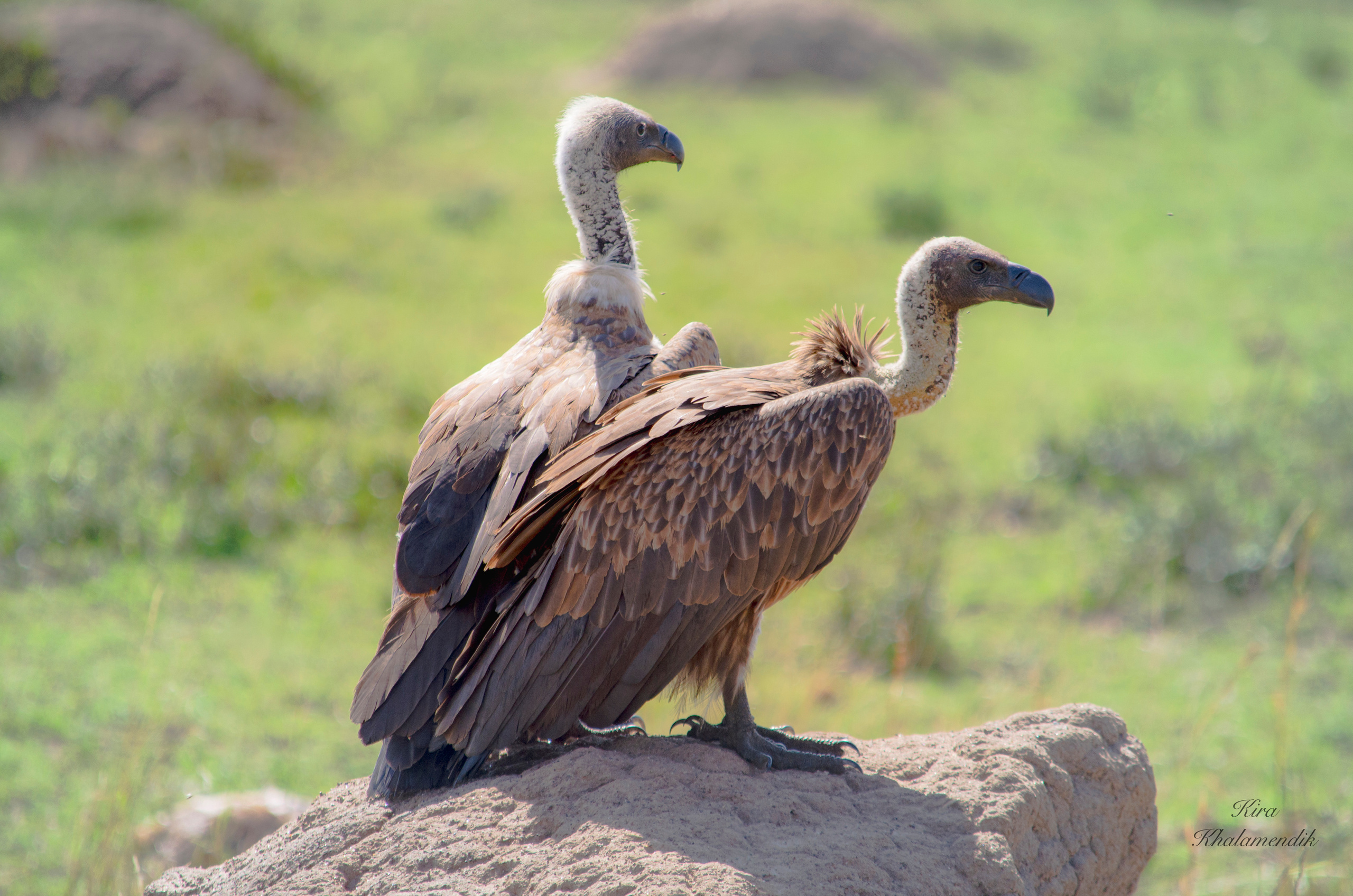 Afrique Centrale (paysages, animaux). Милок и Кирок это позитивные и реальные персоны из Люксембурга, много