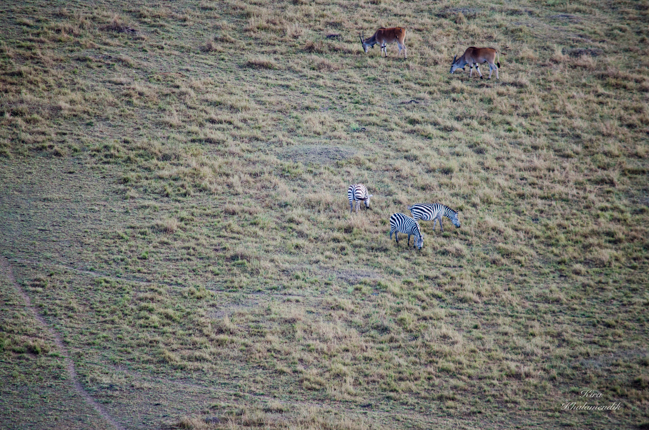 Afrique Centrale (paysages, animaux). Милок и Кирок это позитивные и реальные персоны из Люксембурга, много