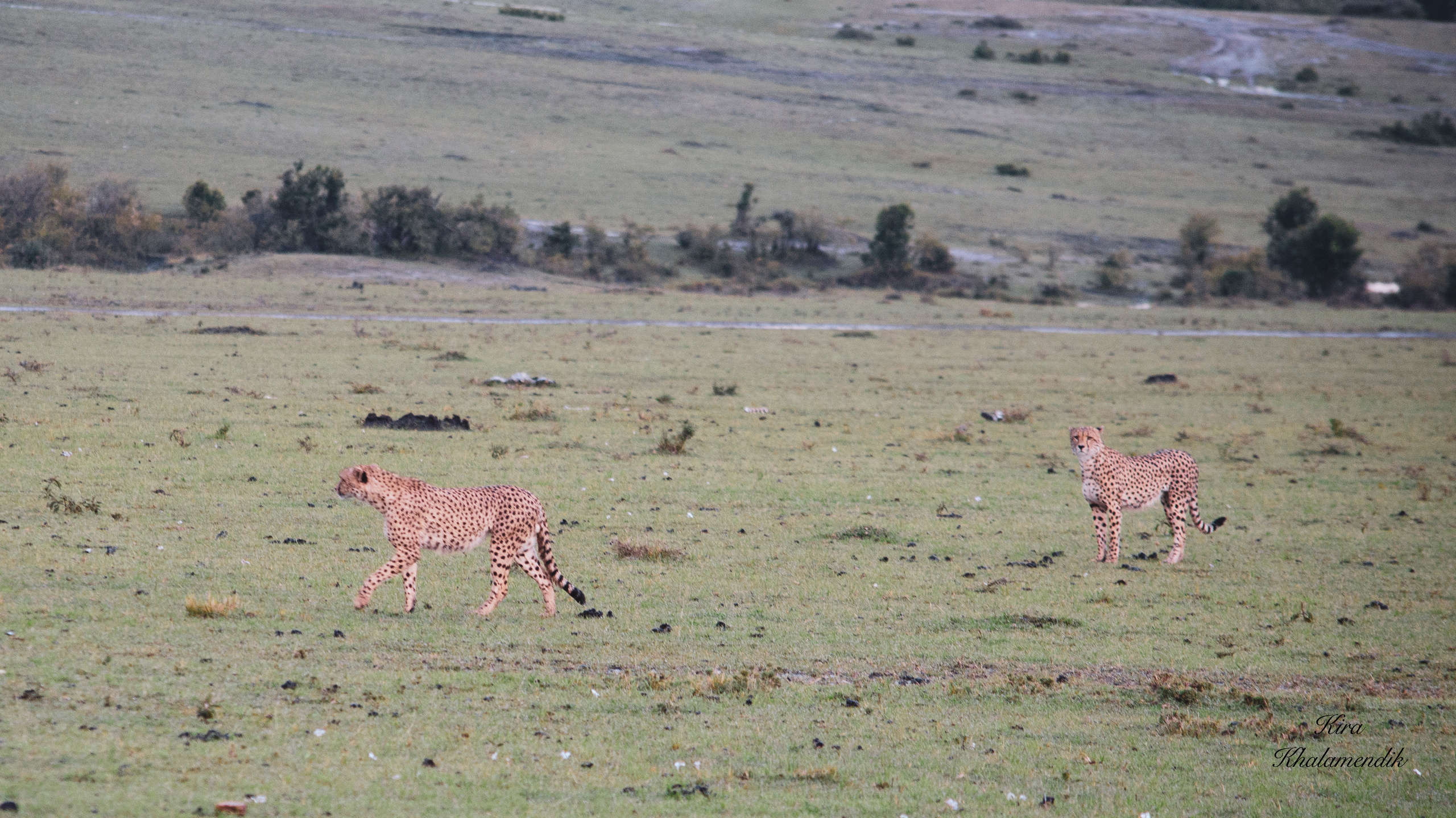 Afrique Centrale (paysages, animaux). Милок и Кирок это позитивные и реальные персоны из Люксембурга, много