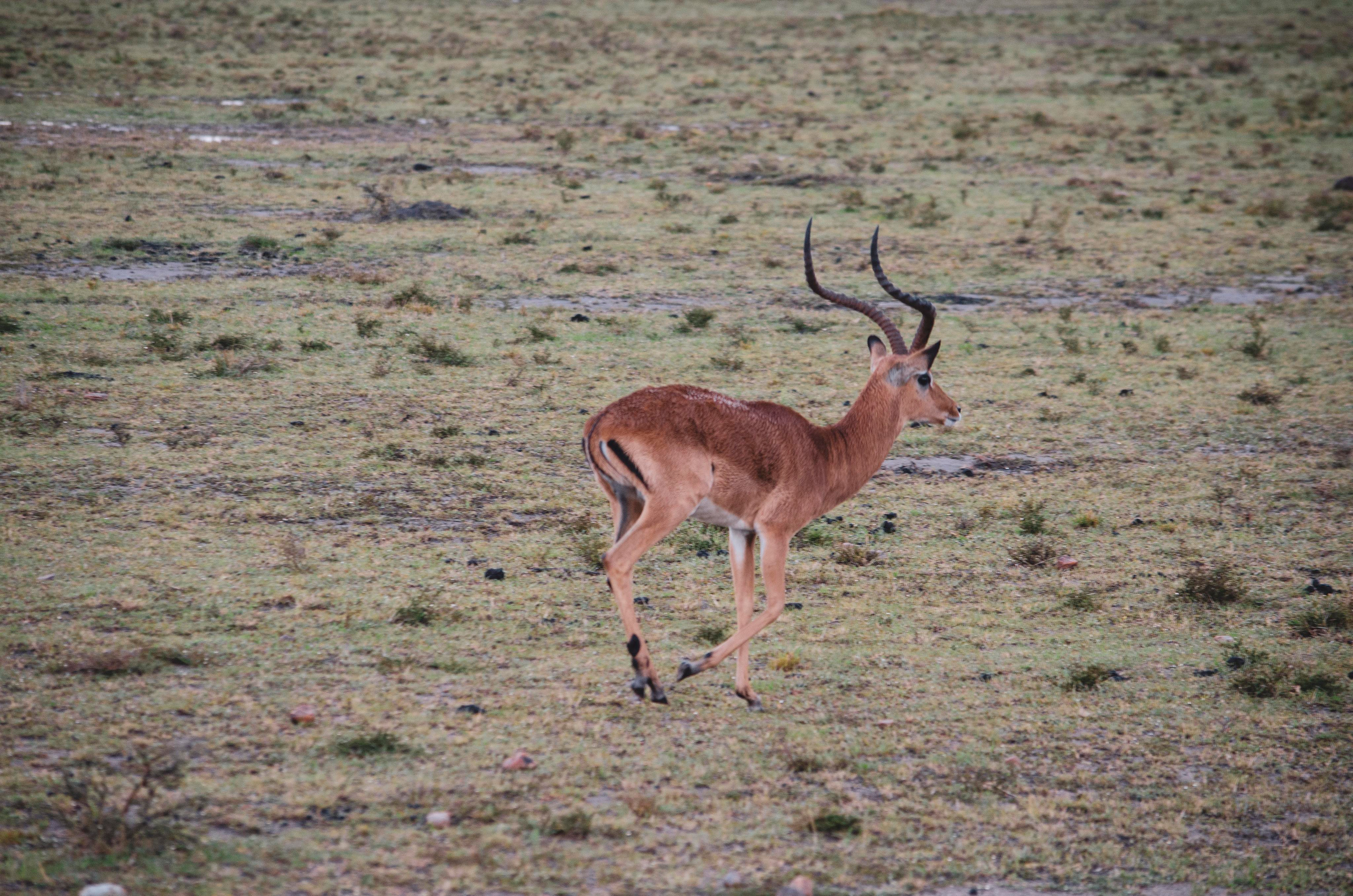 Afrique Centrale (paysages, animaux). Милок и Кирок это позитивные и реальные персоны из Люксембурга, много